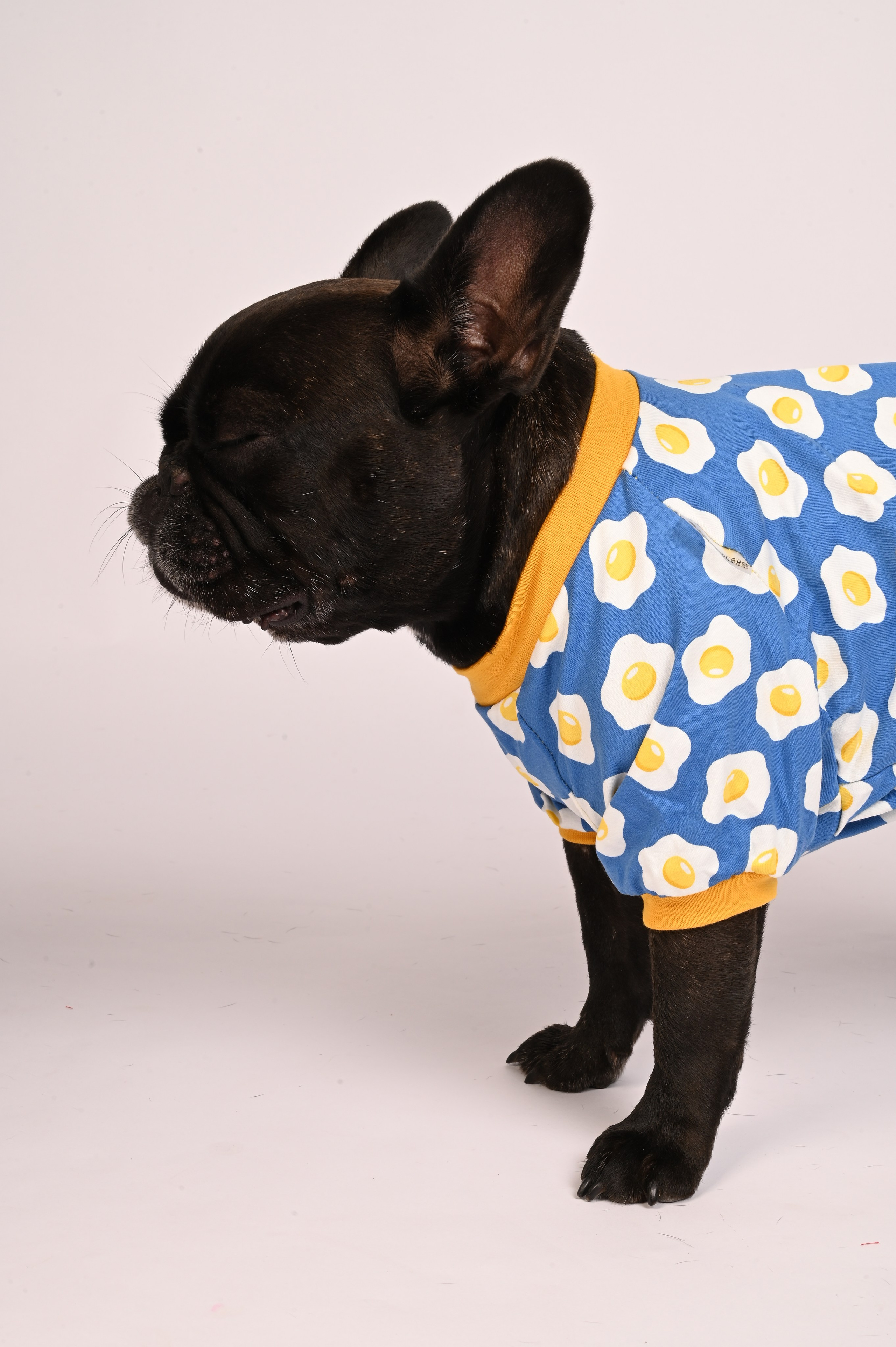 Одежда для собак. Семейный и детский фотограф во Фрязино, Ивантеевке и Щелково Матвеева