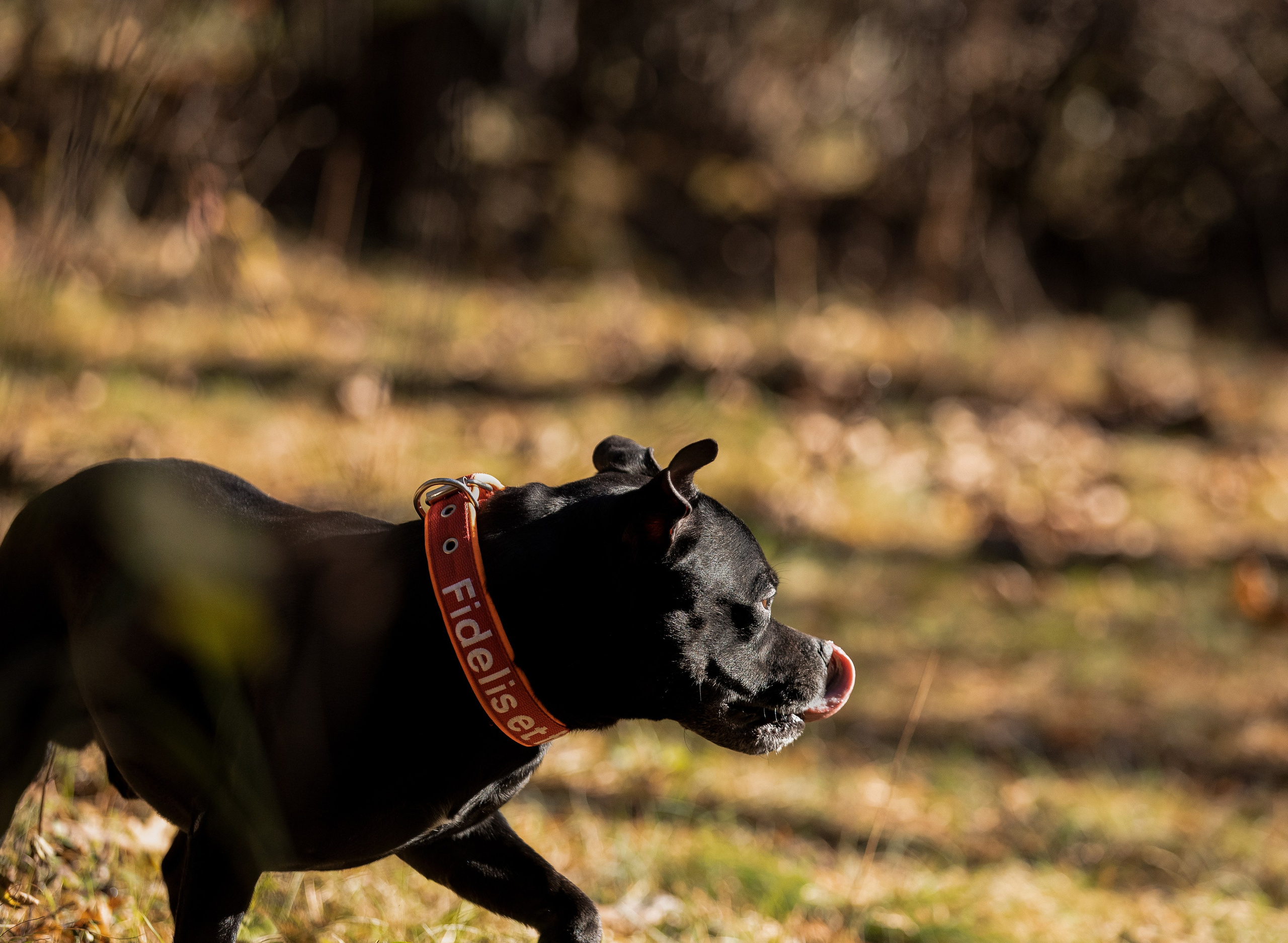 Владимир, Мария и Кох. Фотограф-анималист Смирнова Клеопатра|Москва