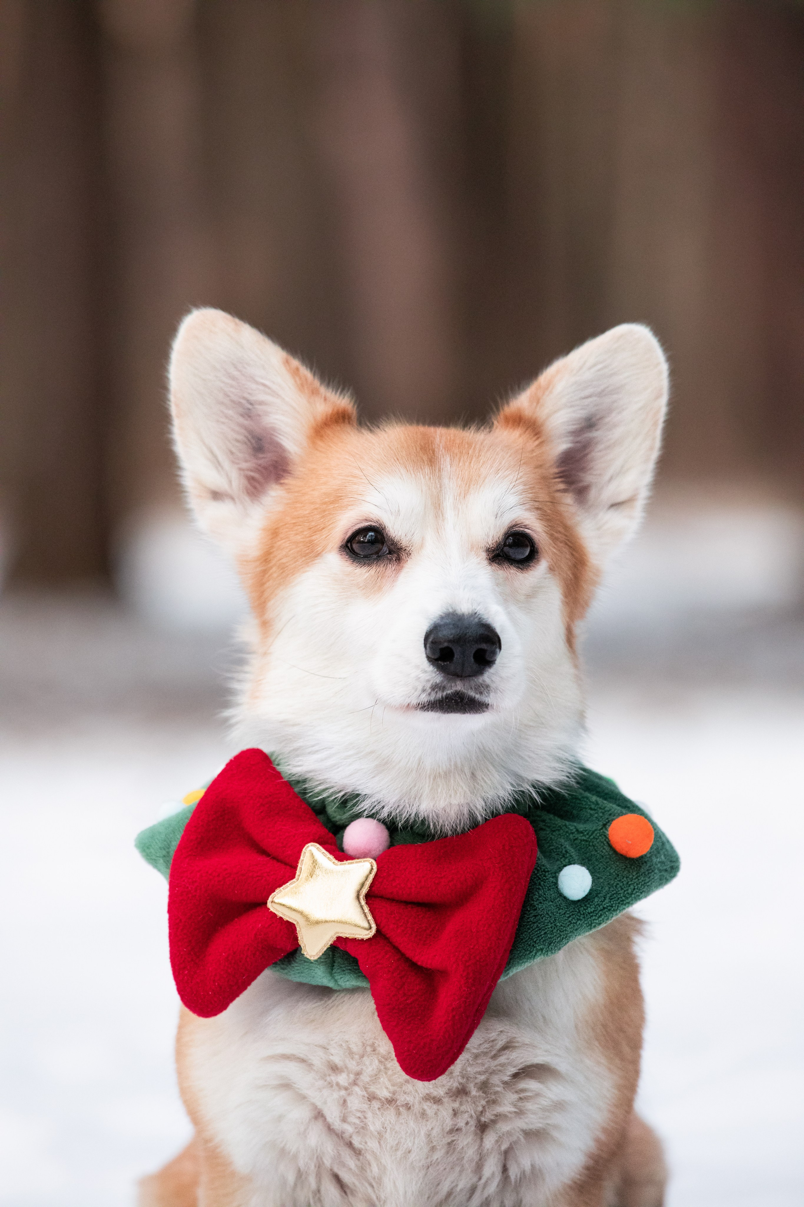 Даша и Дживс. Фотограф-анималист Смирнова Клеопатра|Москва