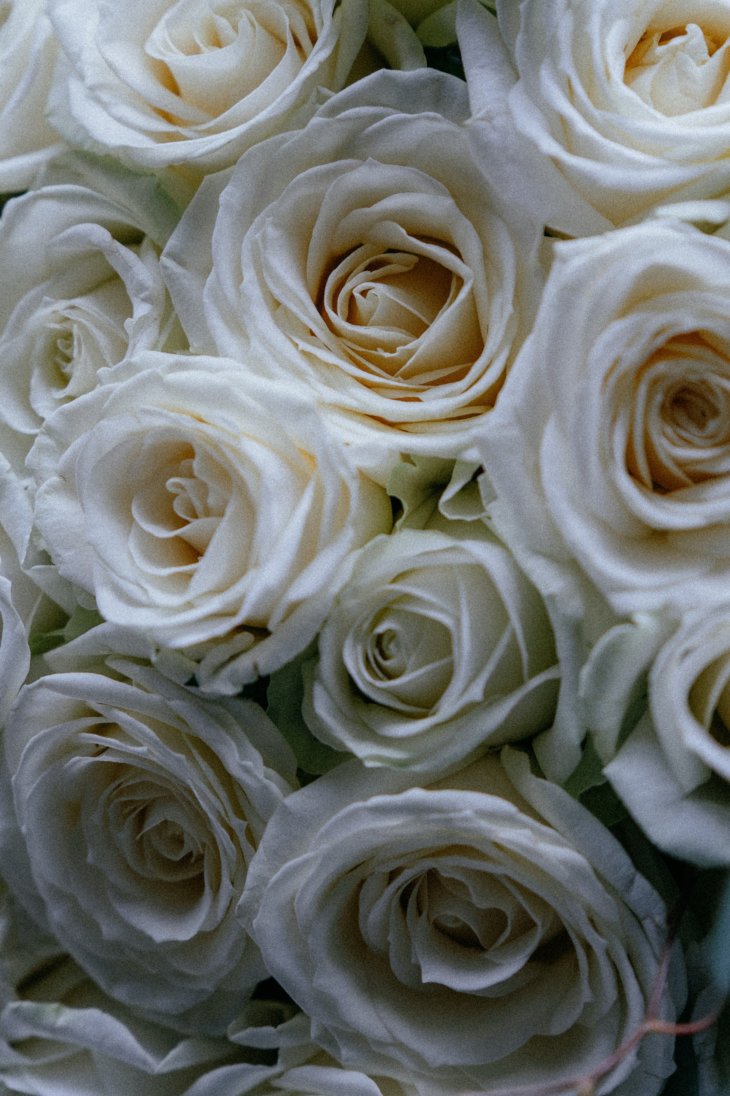 ЗАГС. Торжественная роспись. Репортажи, уличные и студийные съёмки в Москве