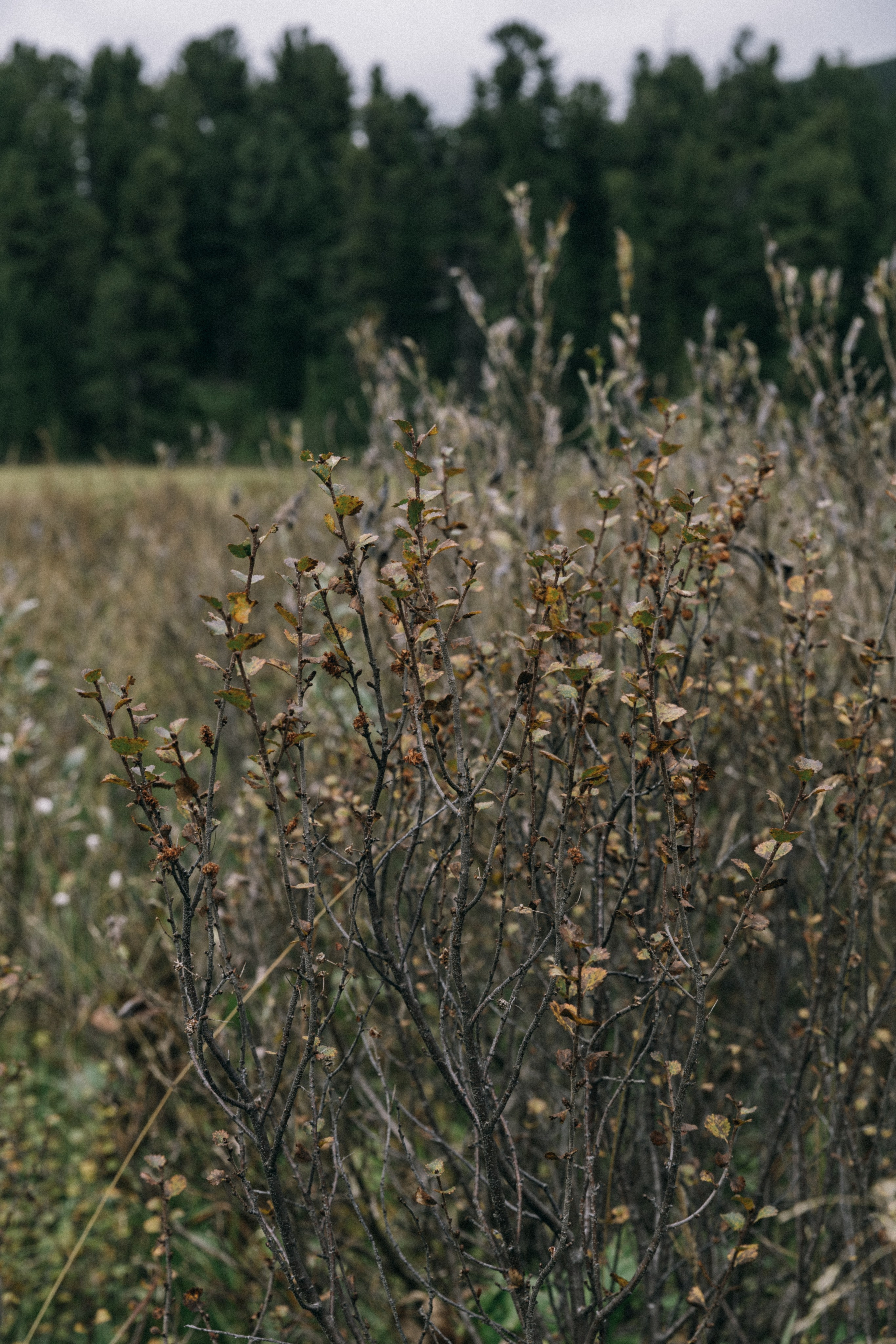 Алтай, природа и эстетика. Александр Чернин. Семейный и событийный фотограф