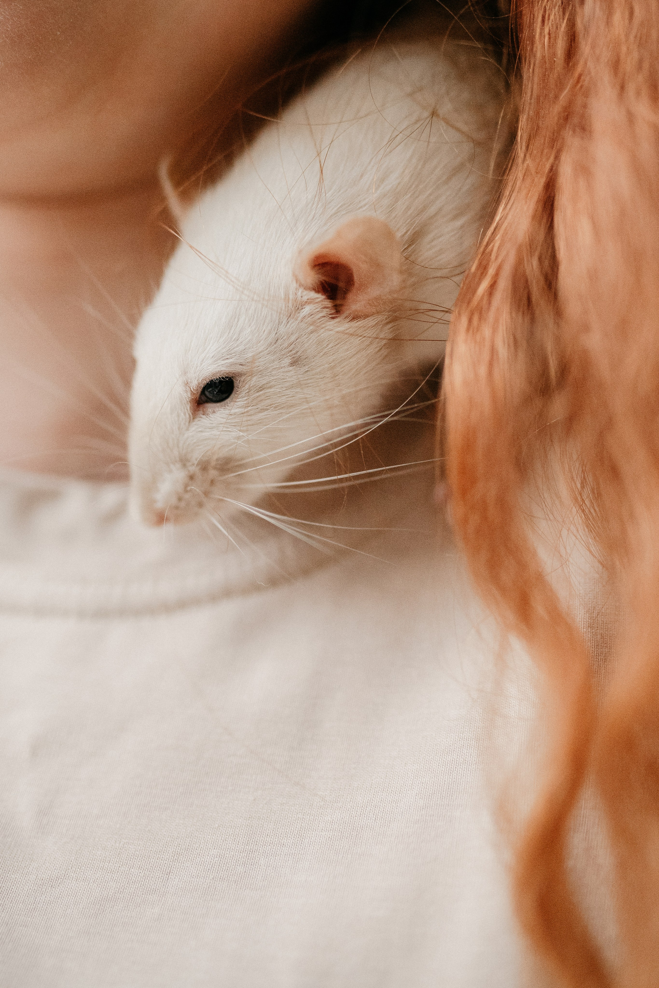 Даша, Диана, Дебби и маленькая крыска. Фотограф анималист в Москве Ольга Агушева