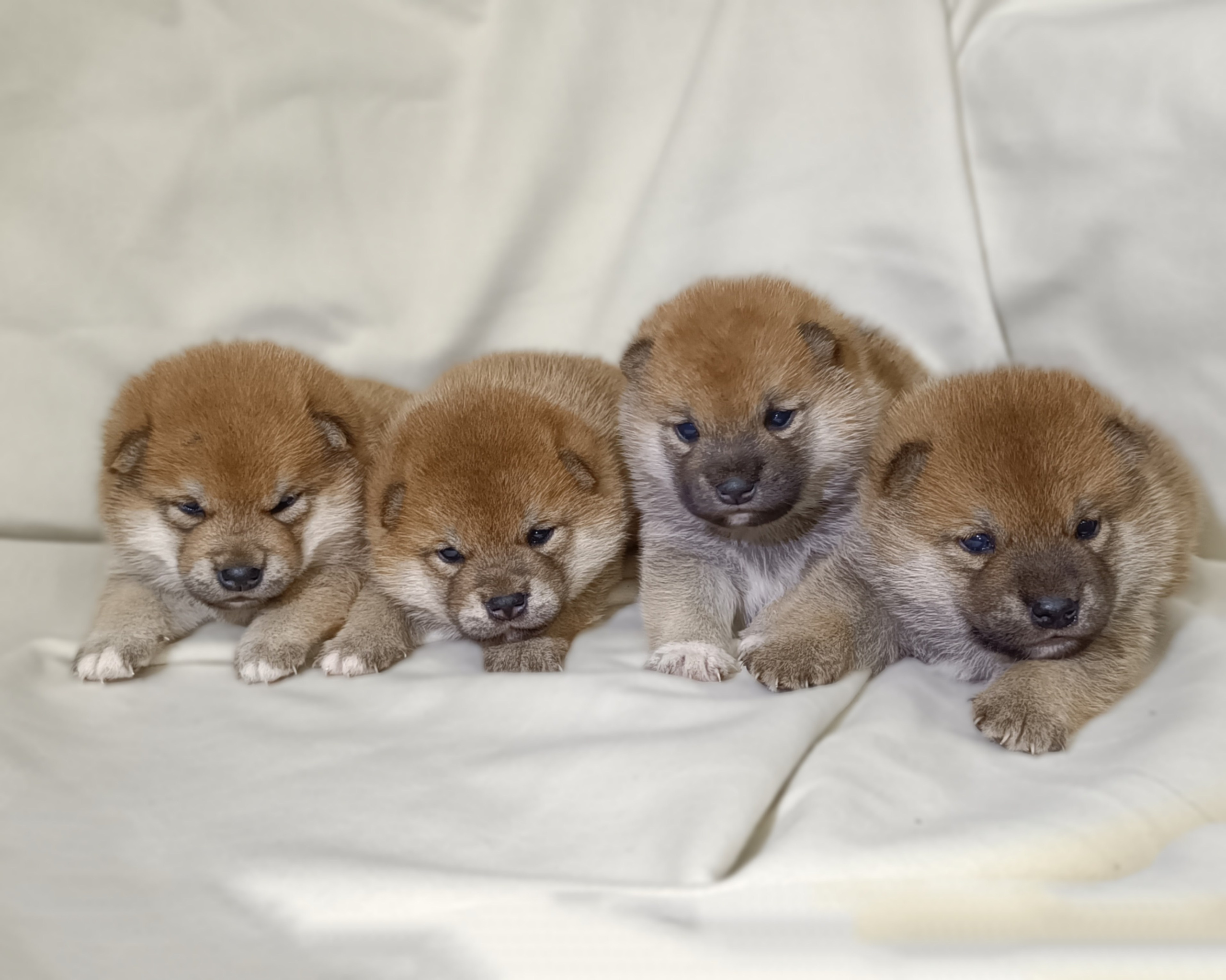 сиба питомник Рубилайт щенки на продажу rubylight  сиба щенки купить СПб Санкт-Петербург 