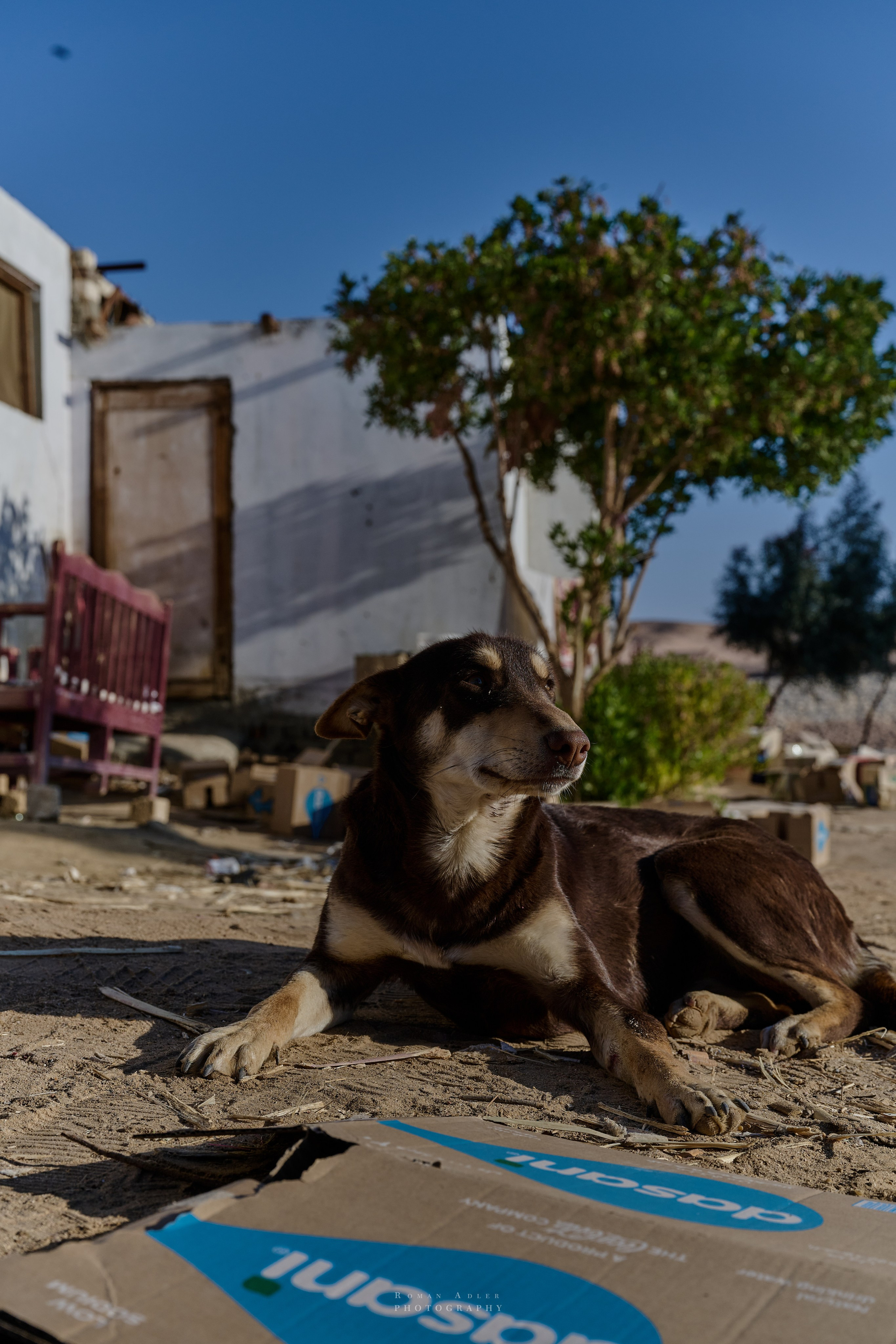 Луксор. Февраль 2025. Фотограф Роман Адлер