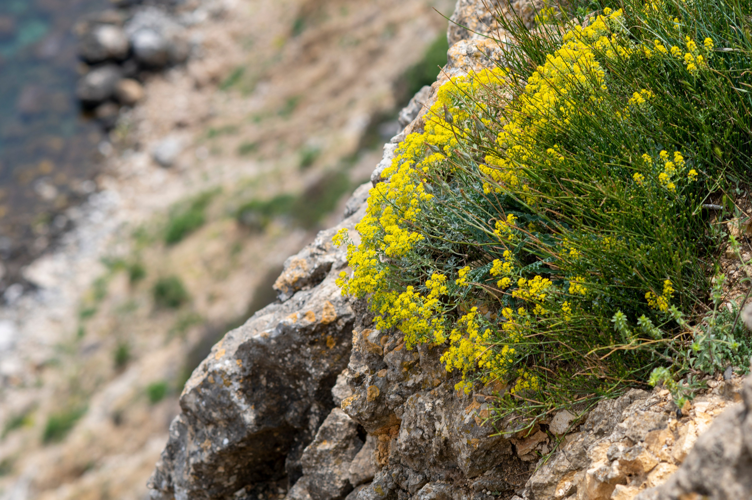 Крым май 2022. Фотограф Роман Адлер