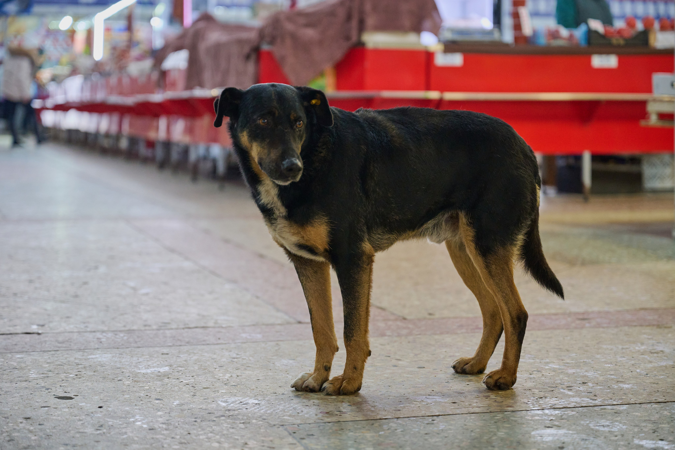 Северодонецк. Январь 2026. Фотограф Роман Адлер