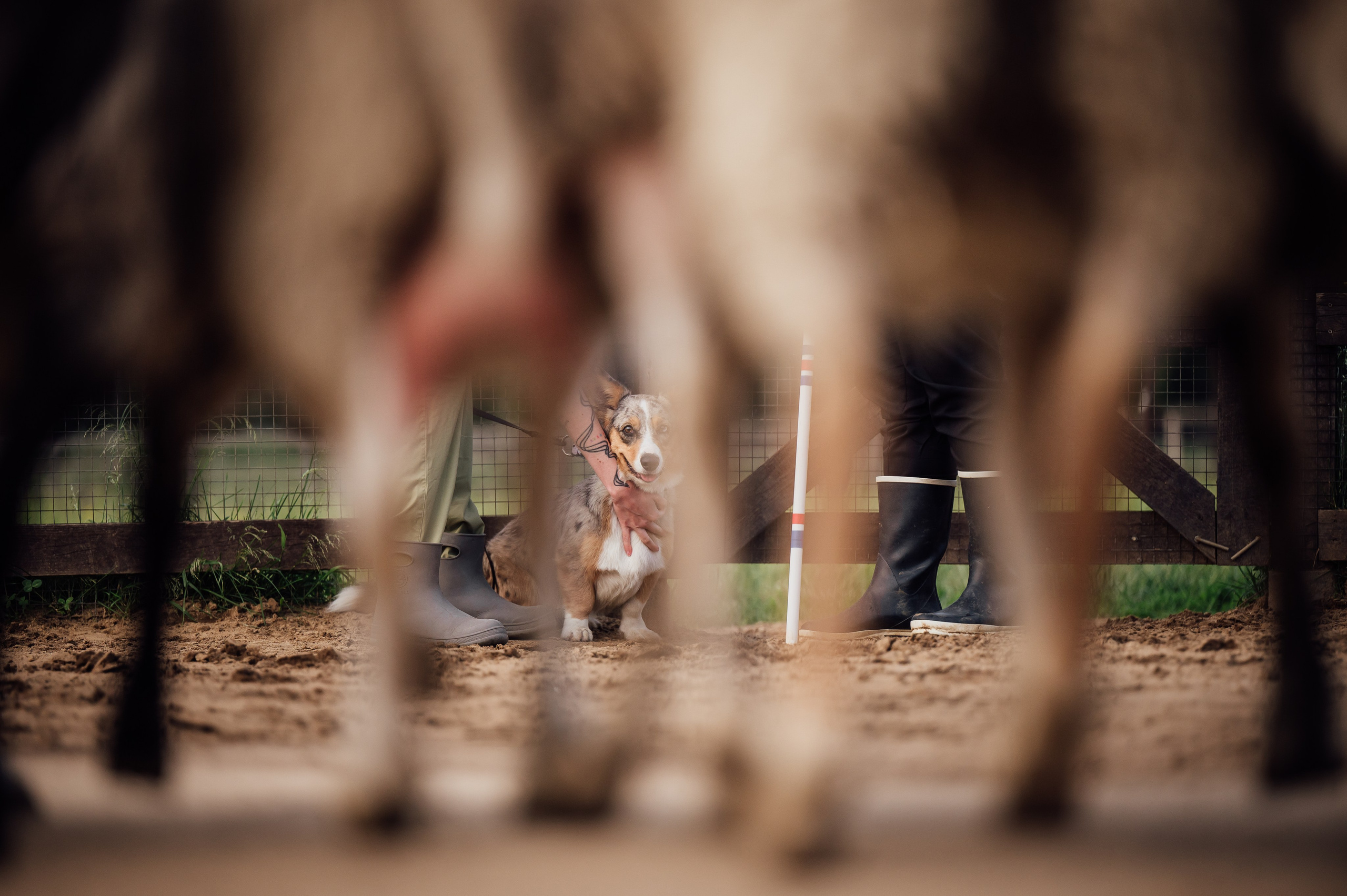 Пастьба. Семейный фотограф анималист Ананьева Мария — Москва