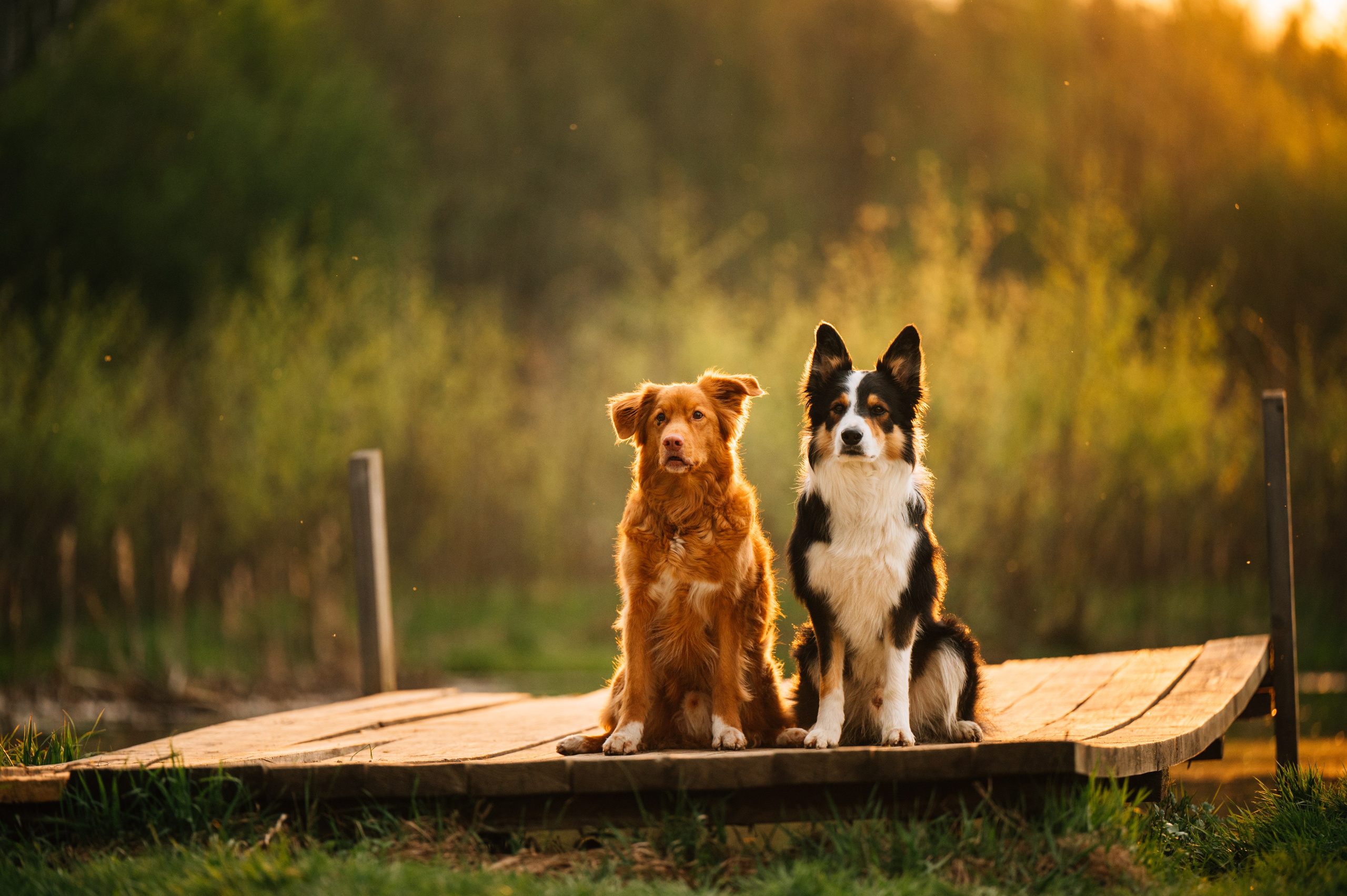 Алия, Ирвин и Грут. Семейный фотограф анималист Ананьева Мария — Москва