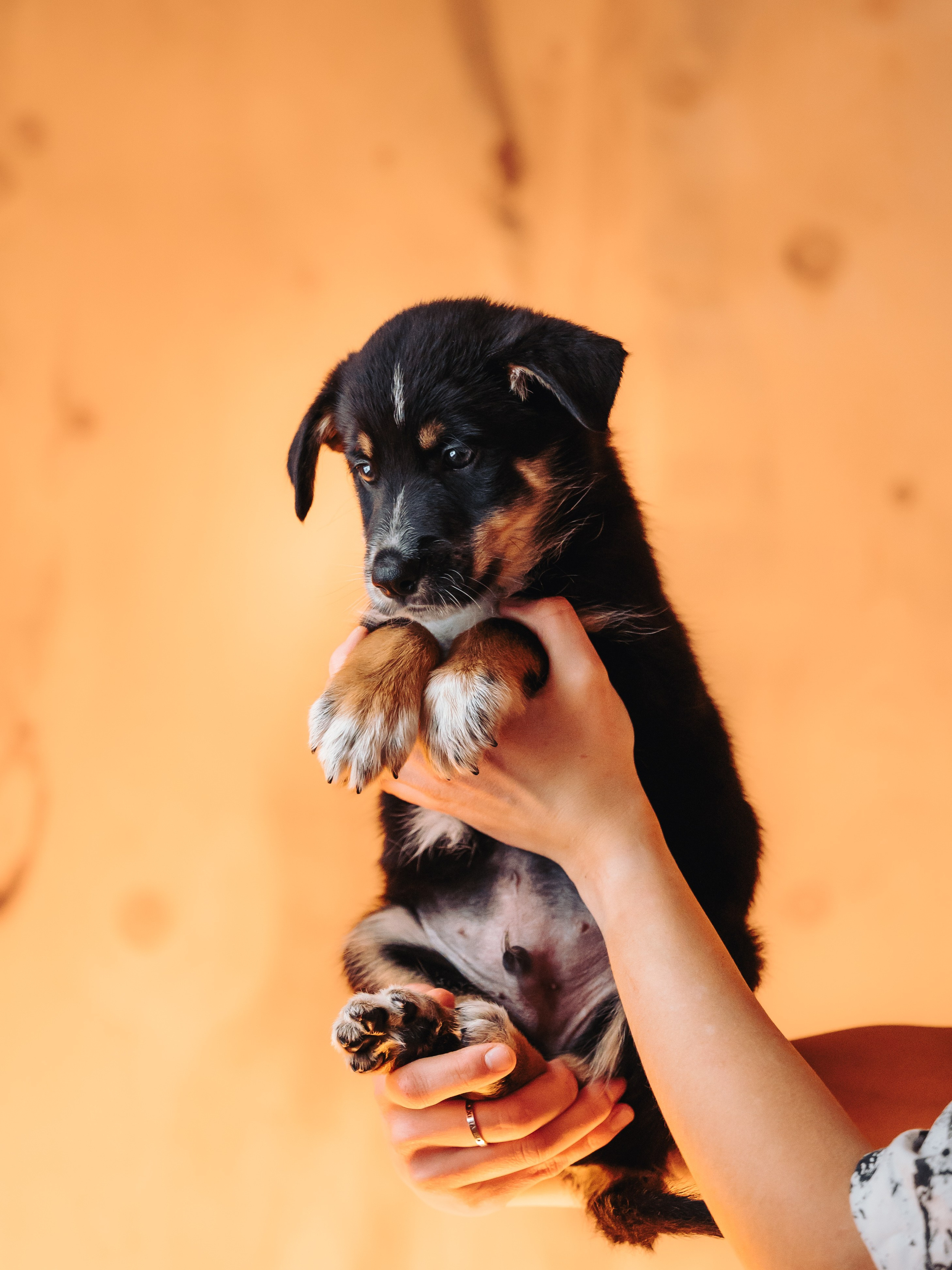 Бордер колли. Семейный фотограф анималист Ананьева Мария — Москва