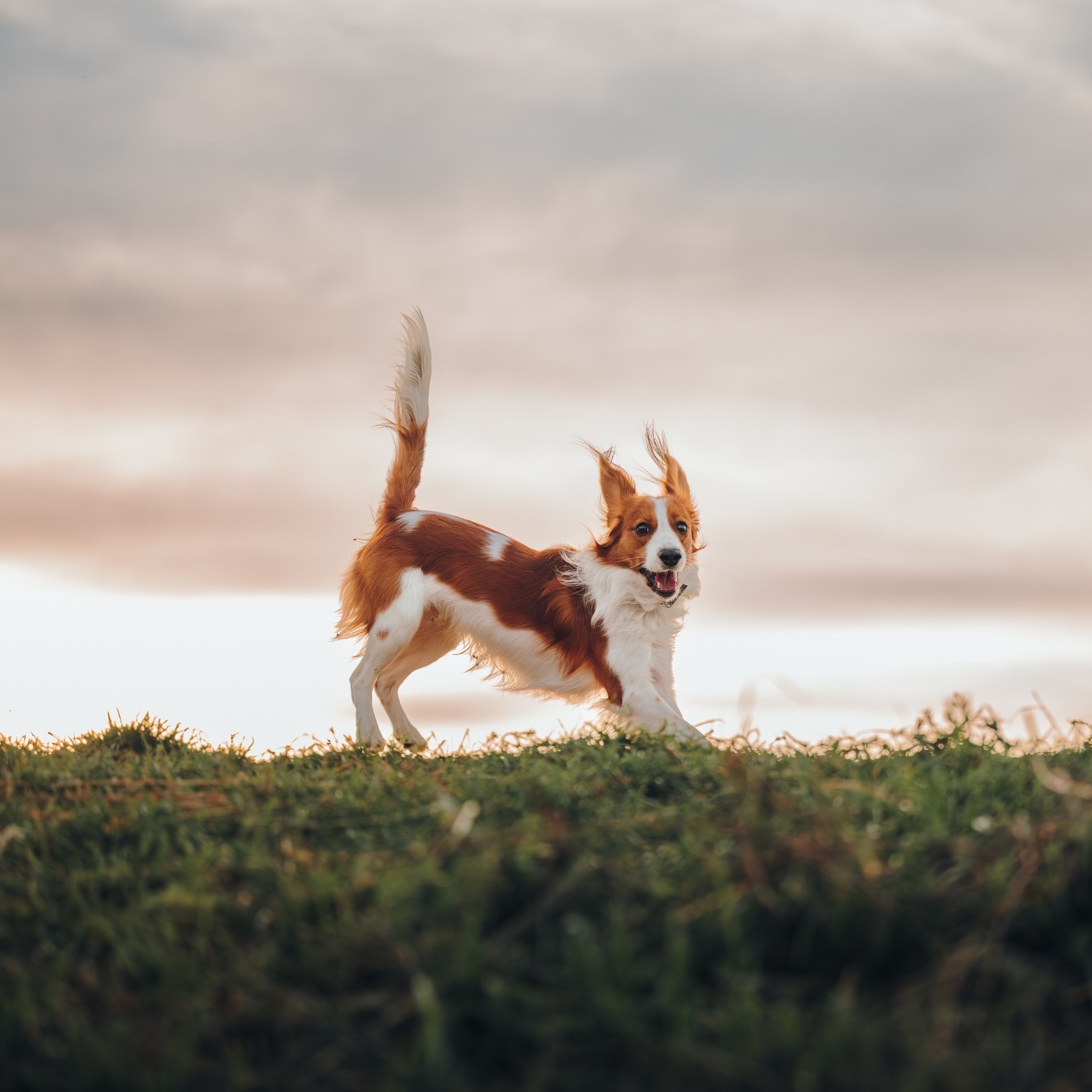 Семейная фотосессия с питомцем. Семейный фотограф анималист Ананьева Мария — Москва