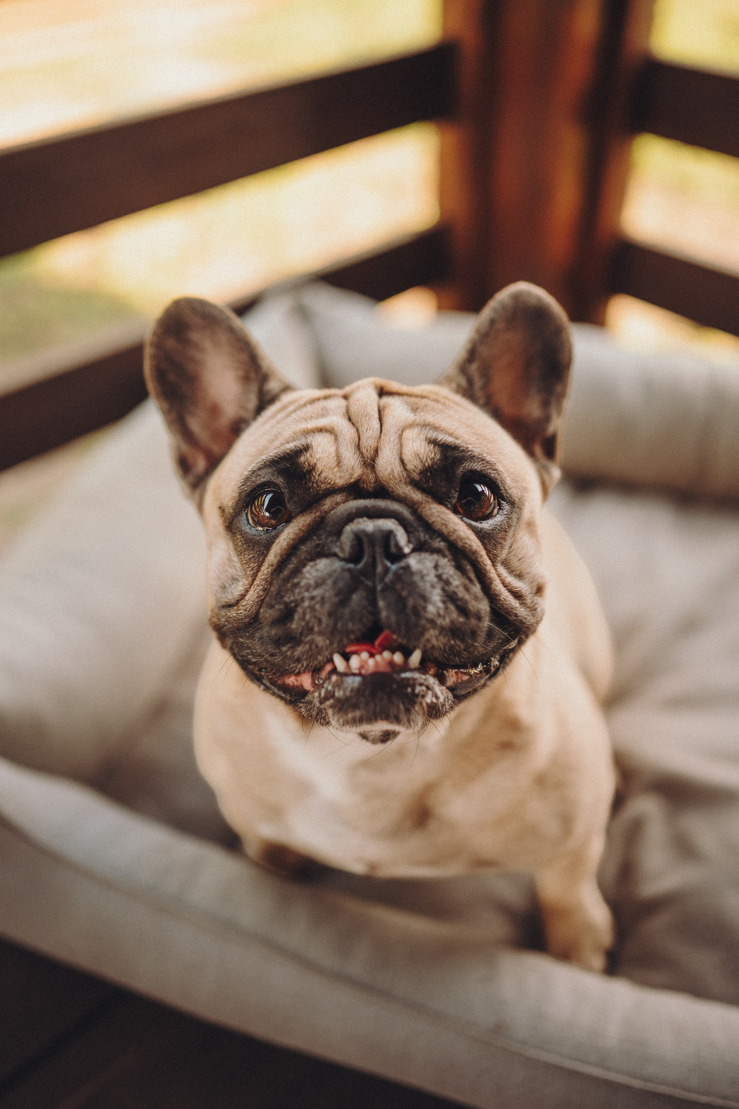 Микаса, Цири и их семья. Семейный фотограф анималист Ананьева Мария — Москва