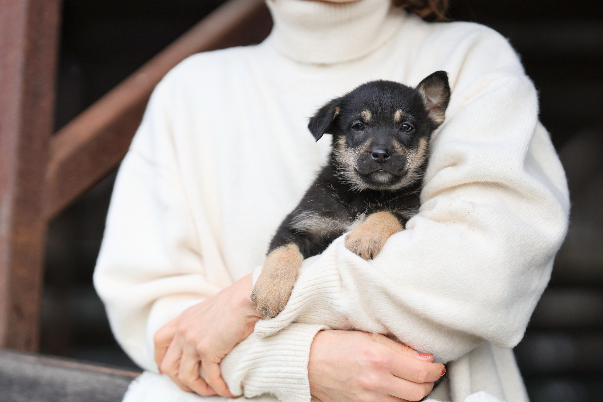 Щенки. Фотограф Максим Татаринов