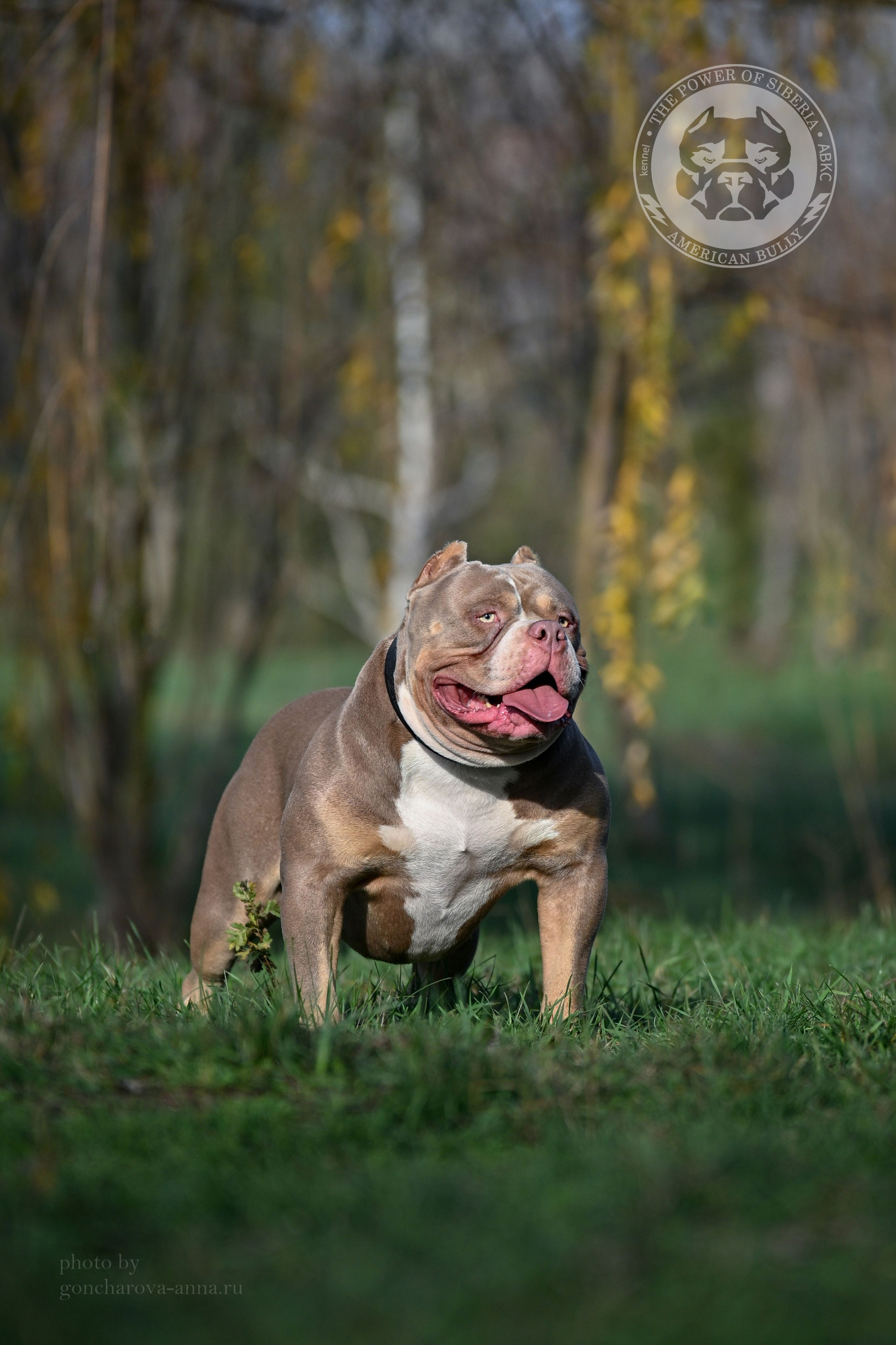 Щенки Американский булли. ПИТОМНИК СОБАК ПОРОДЫ АМЕРИКАНСКИЙ БУЛЛИ