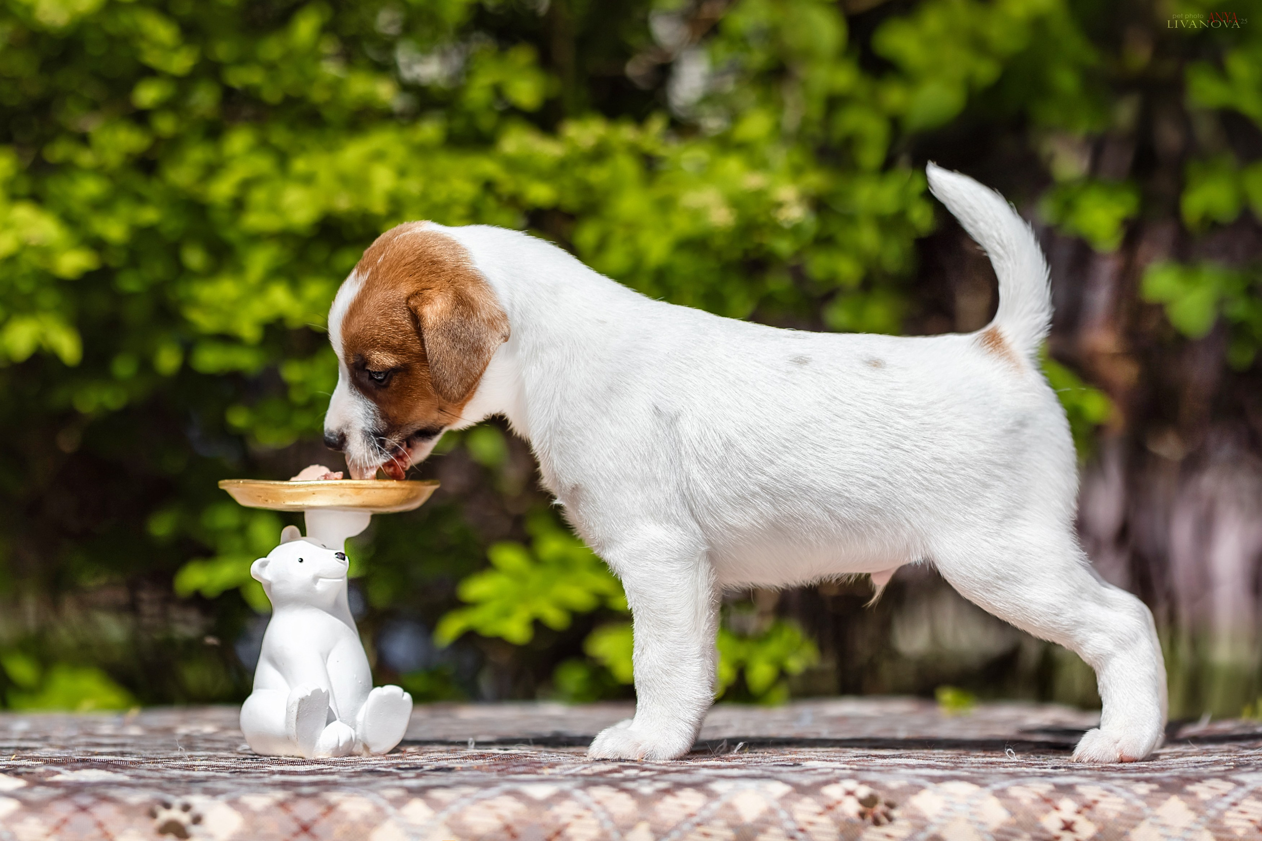 ДРТ. Фотограф анималист Аня Ливанова | Рыбинск