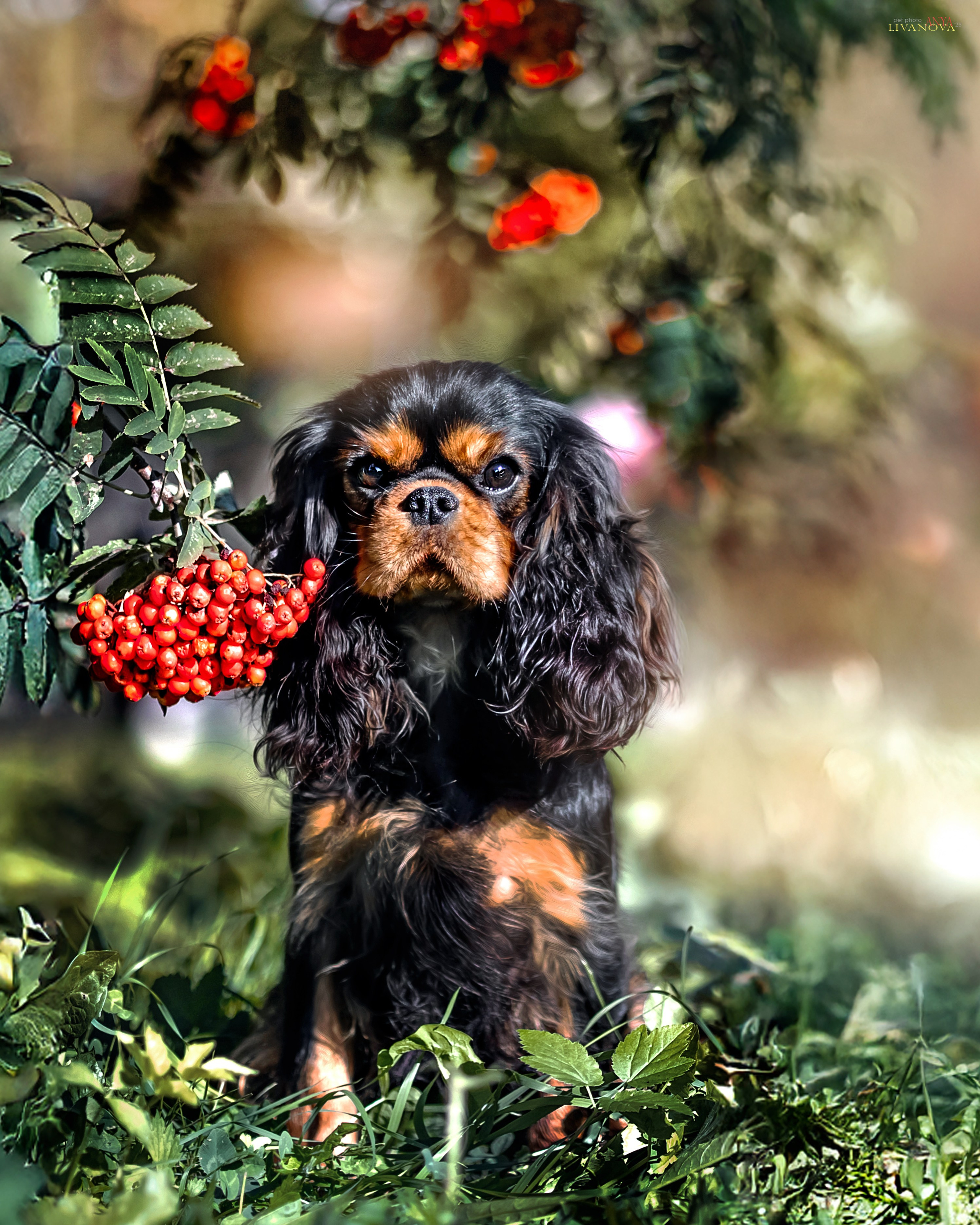 Кавалерчики. Фотограф анималист Аня Ливанова | Рыбинск