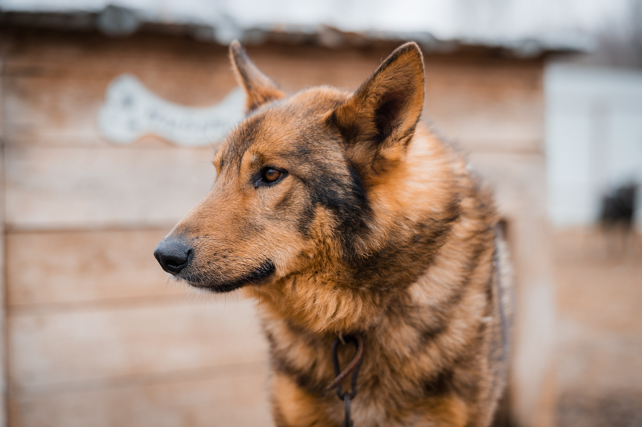 Тибет. Улыбка собаки — спасение и пристройство бездомных собак