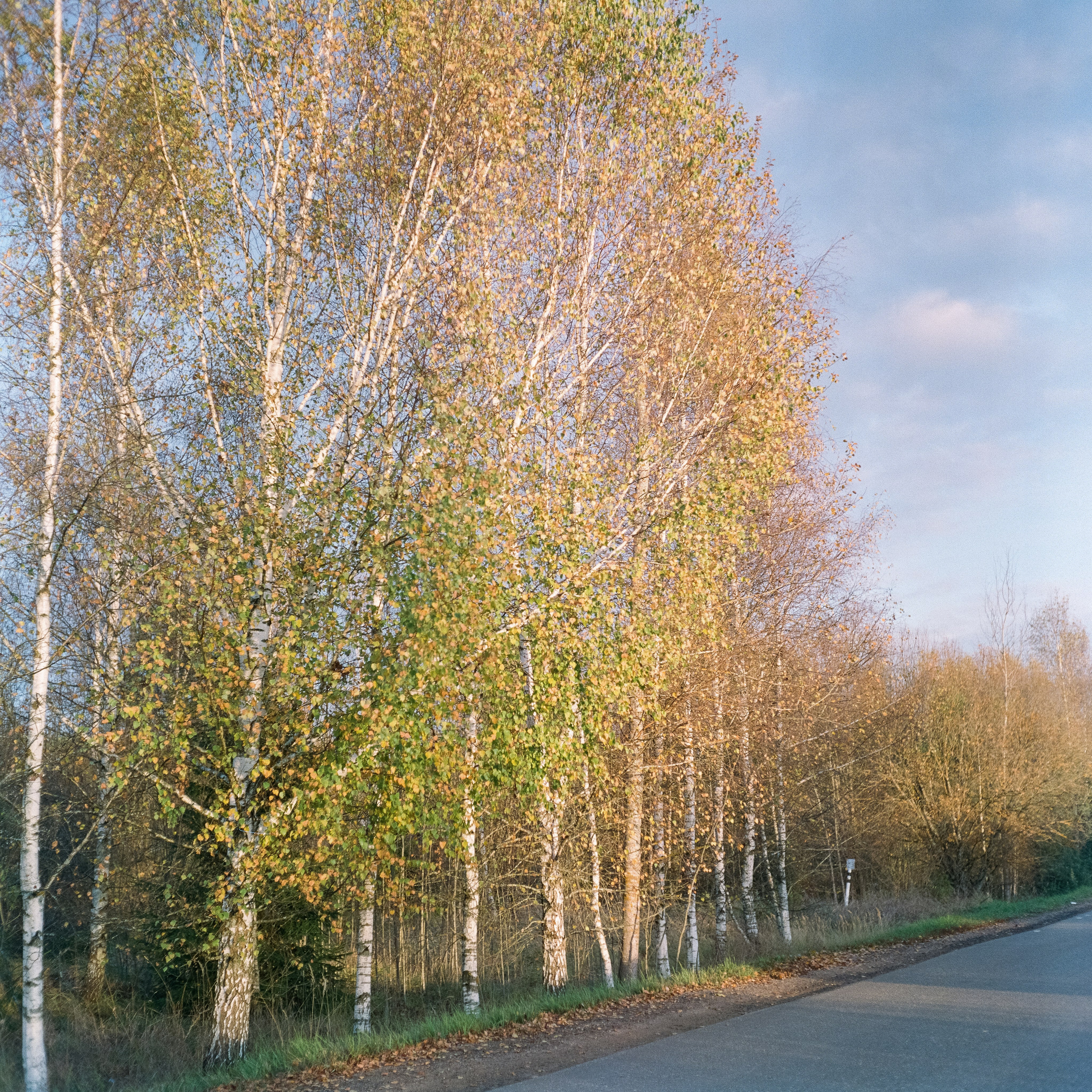 Rolleicord III–Xenar 75 mm f3.5 V / Fujicolor PRO 400H