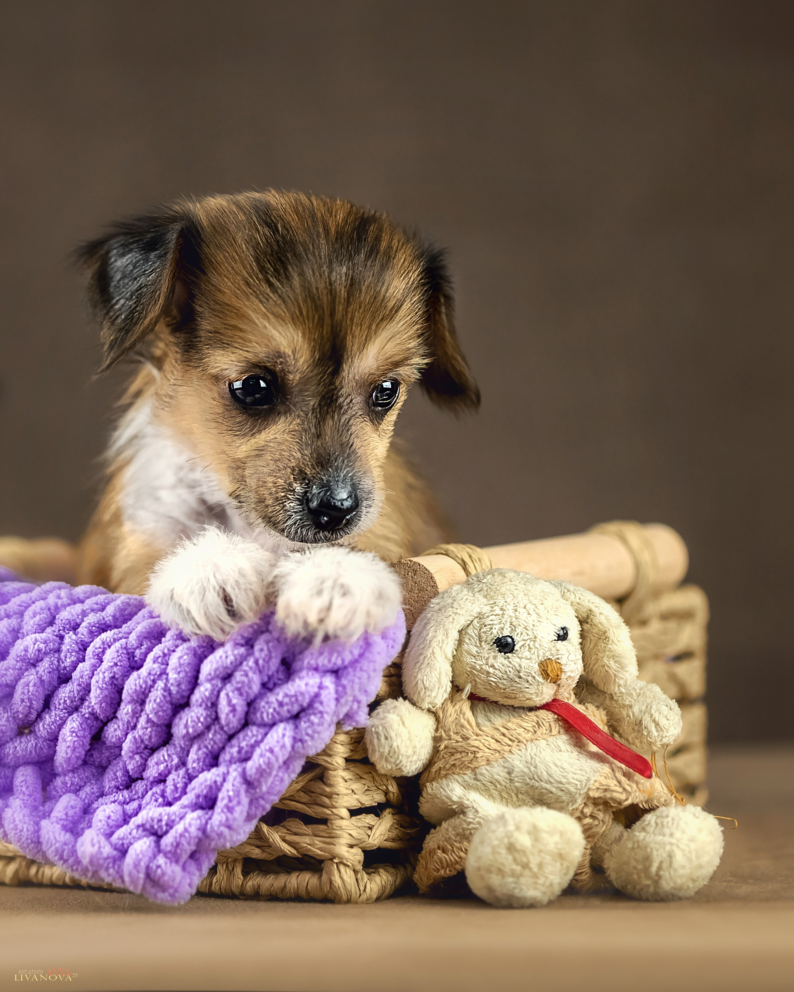 КХС. Фотограф анималист Аня Ливанова | Рыбинск