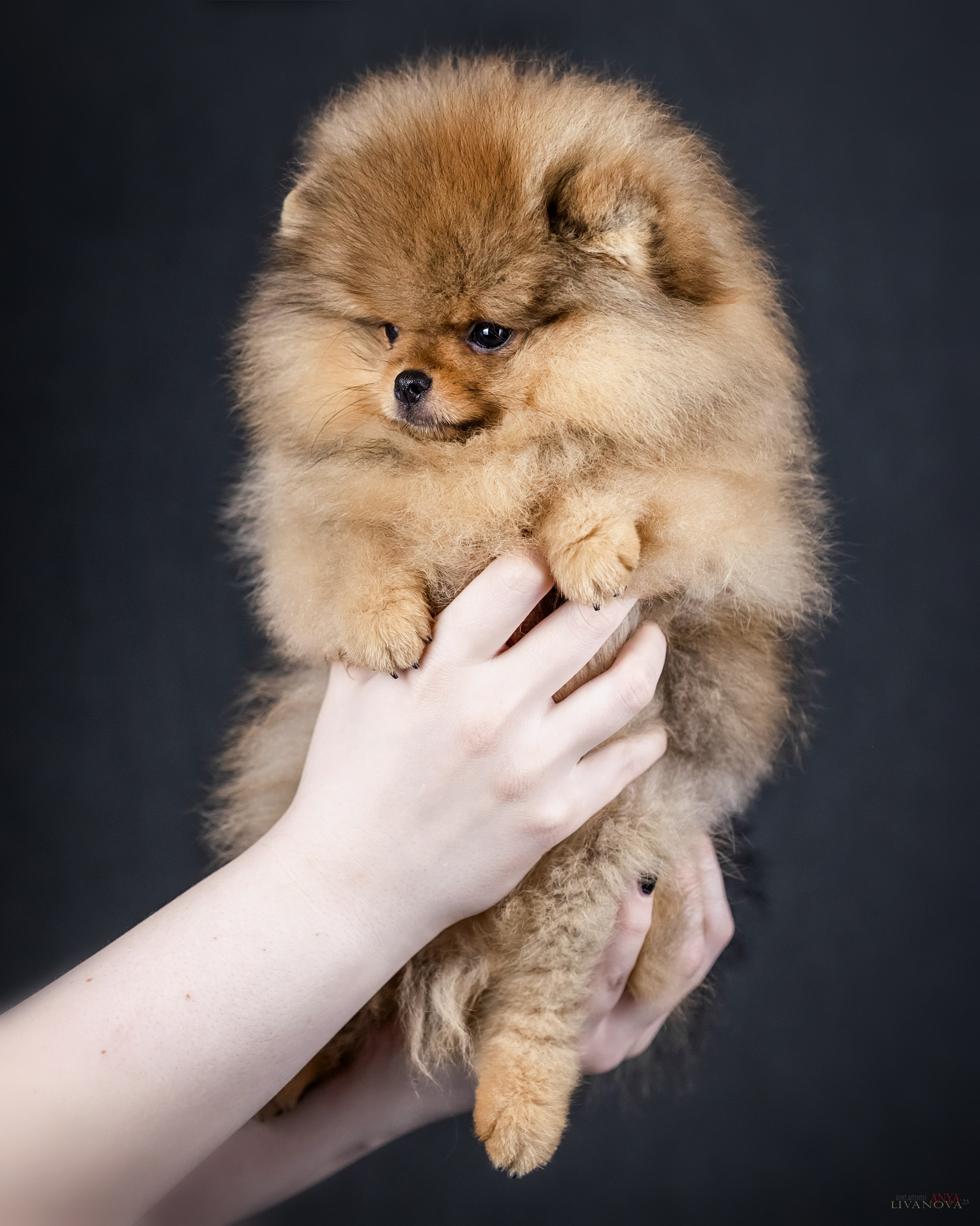 Шпицы. Фотограф анималист Аня Ливанова | Рыбинск