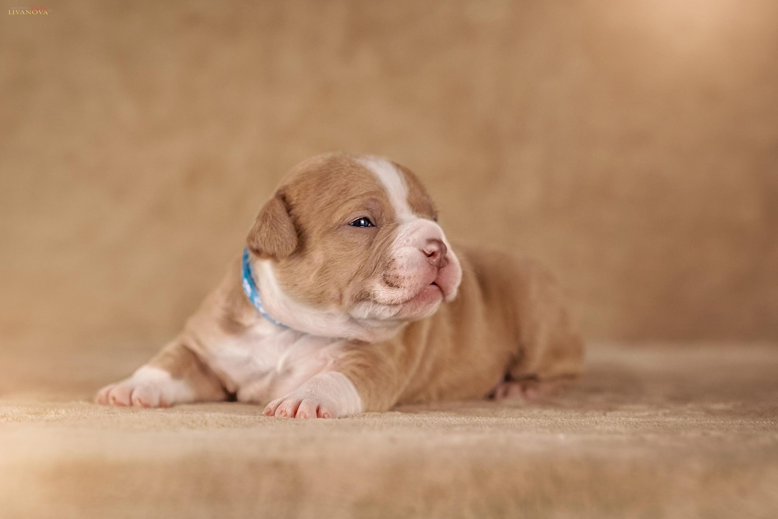 Амбулли. Фотограф анималист Аня Ливанова | Рыбинск