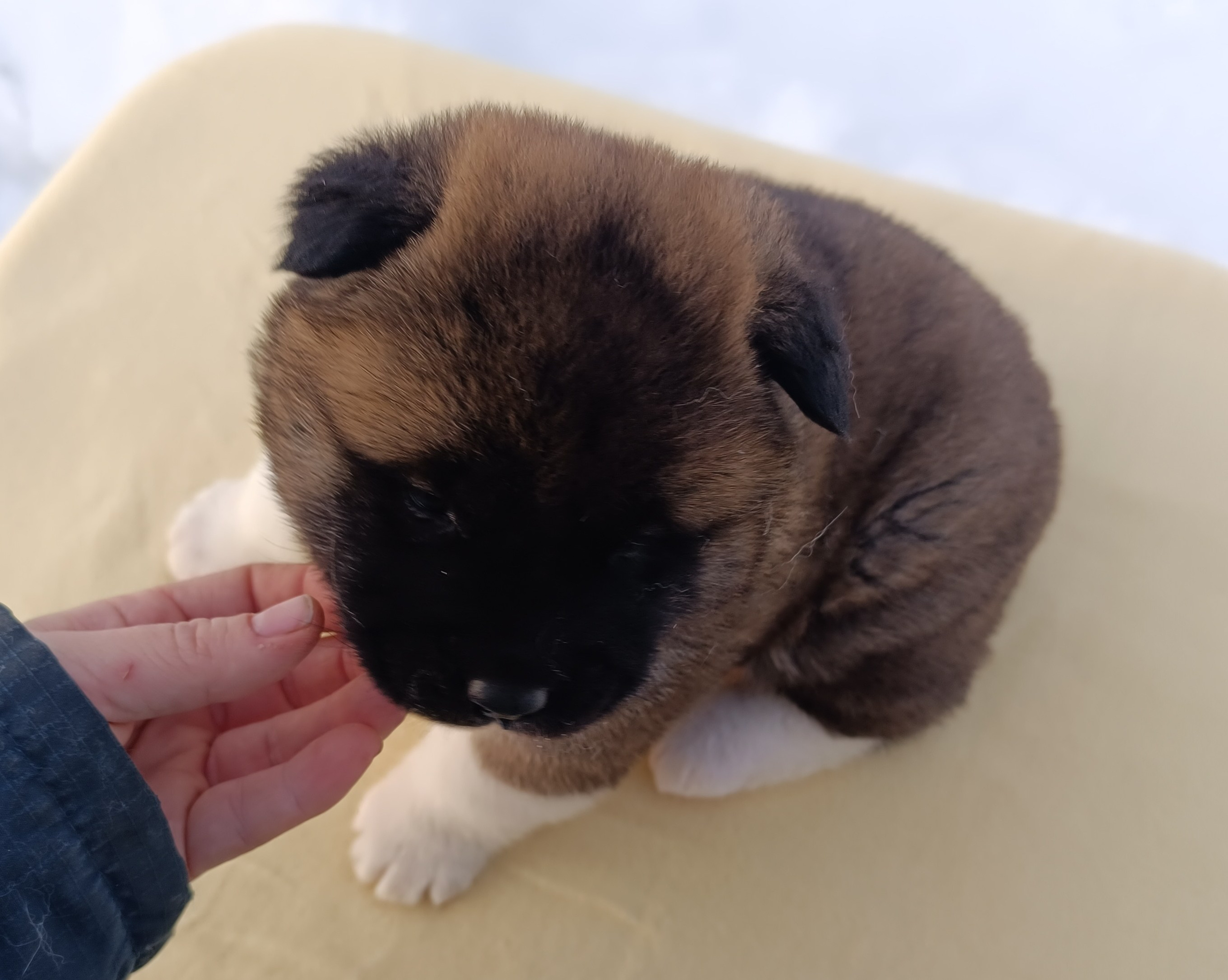 Rubylight Cirrus. Американская акита I Сиба ину I Питомник RUBYLIGHT