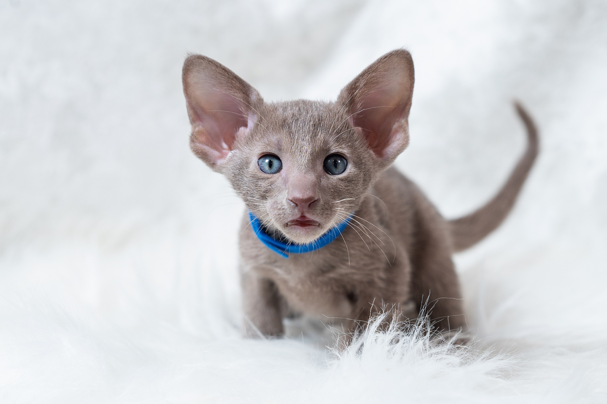 Заводчик Юлия Панова. Творческий фотограф Вологда