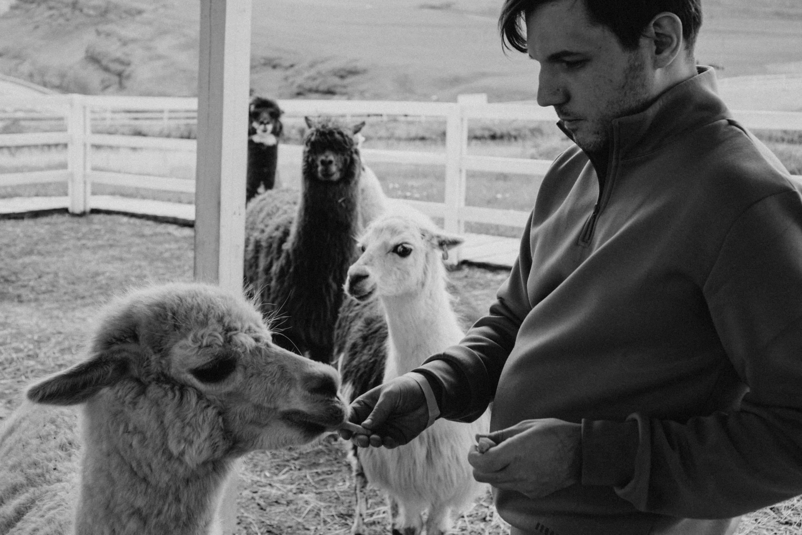 Ферма Альпак. Профессиональный фотограф, Санкт-Петербург — Виктория Богомолова