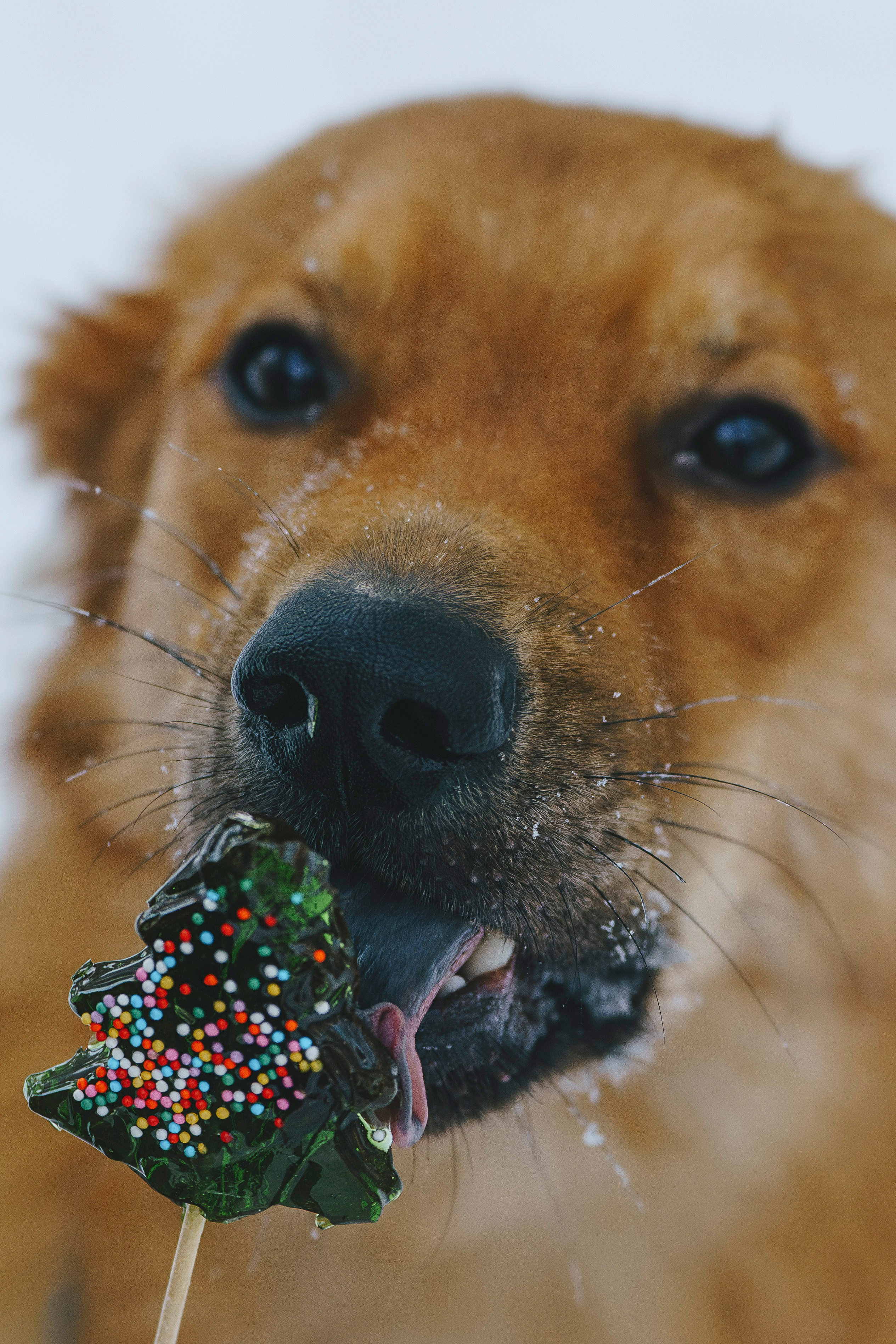 Рэй, Кузя, Ольга и Александр. Фотограф анималист в Спб недорого Олеся Майорова