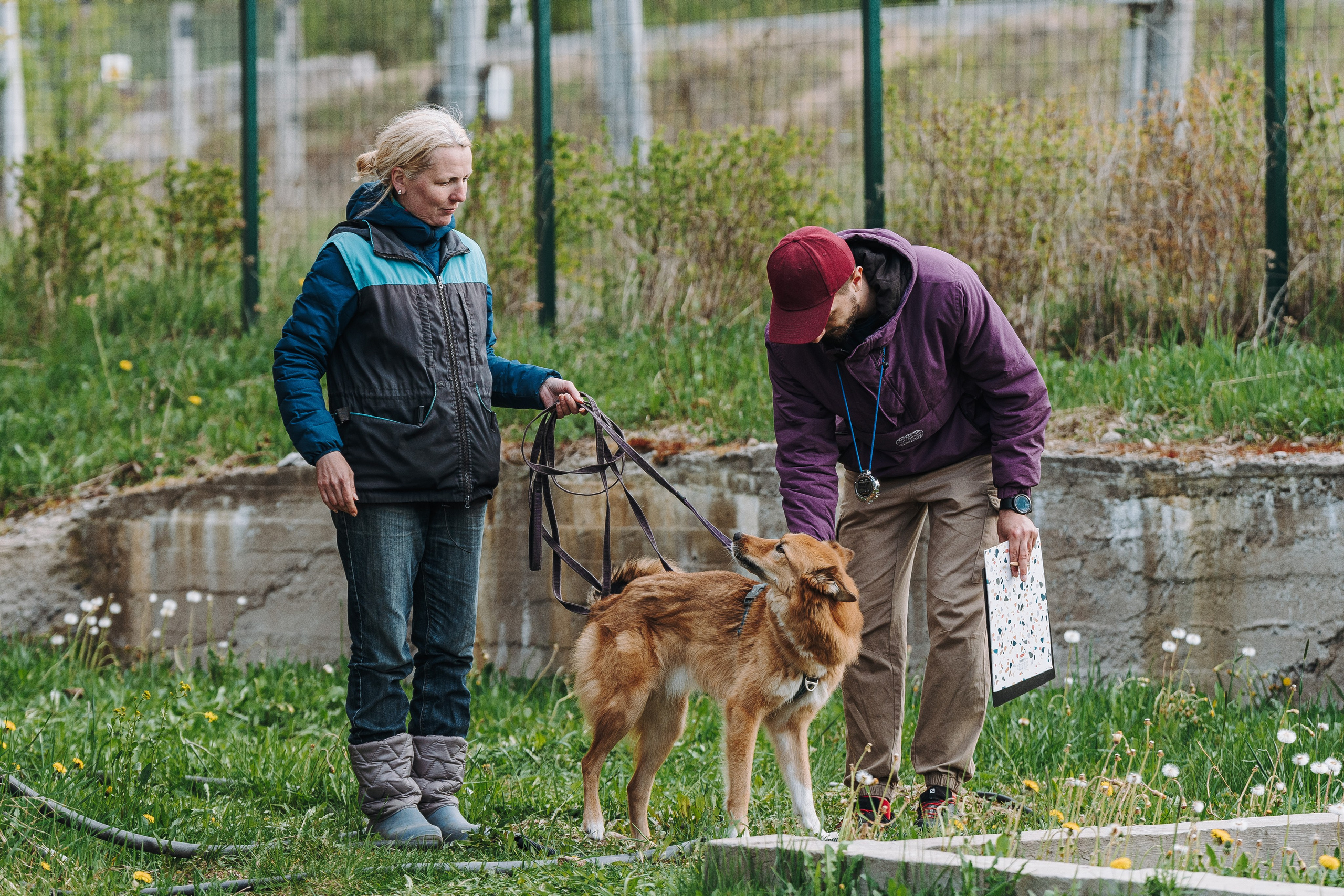 Соревнования по ноузворку в Лосево. Фотограф анималист в Спб недорого Олеся Майорова