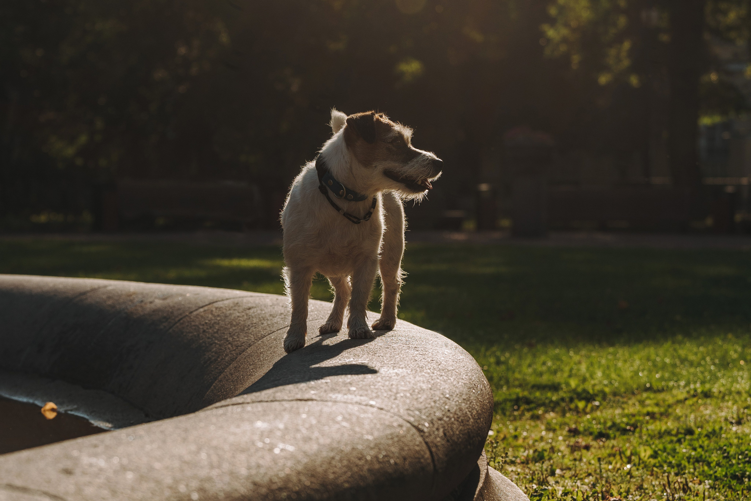 Ларс, Лукас и Ольга. Фотограф анималист в Спб недорого Олеся Майорова