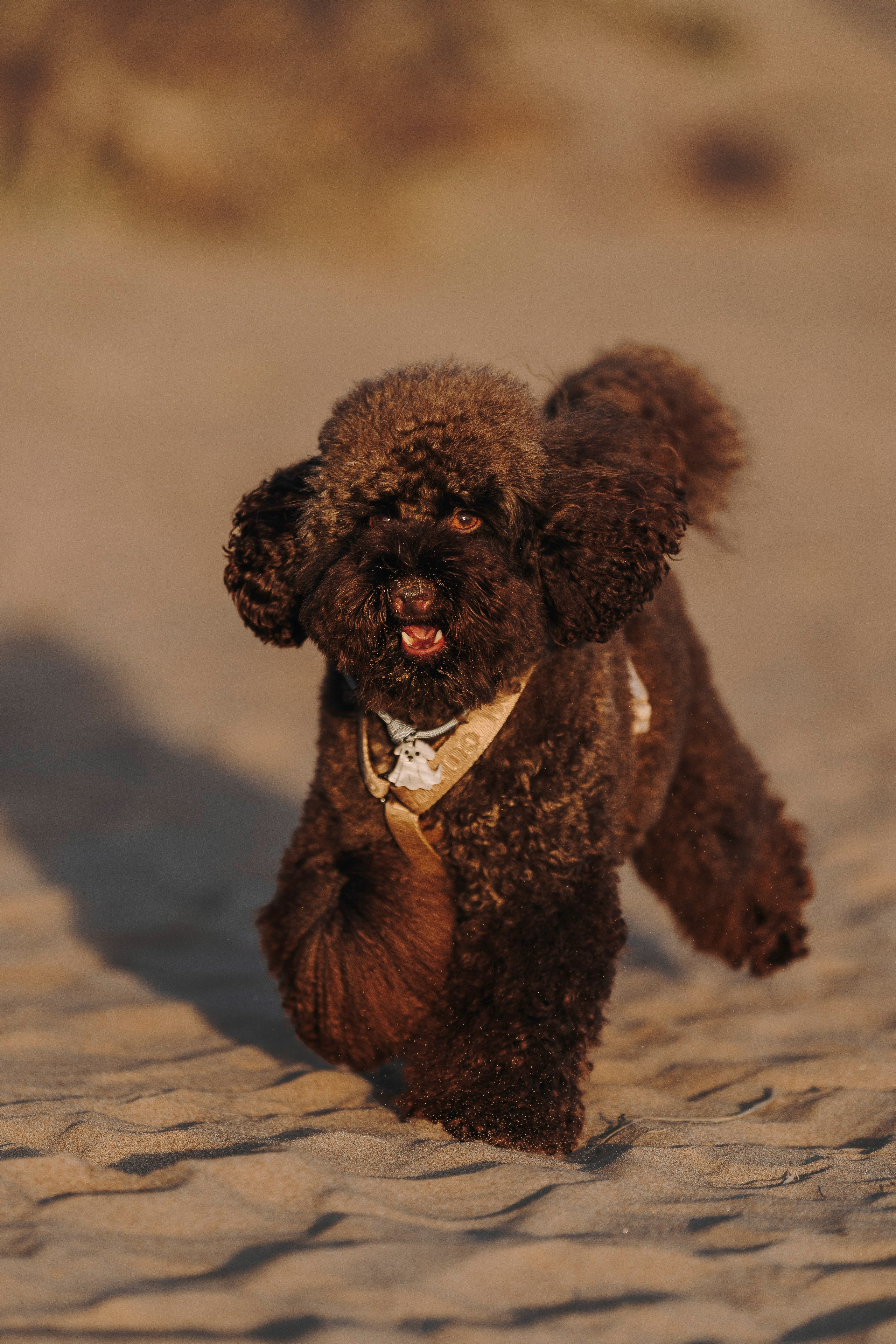 Фотосессия девушки с пуделем на пляже на закате. Фотограф анималист в Спб недорого Олеся Майорова