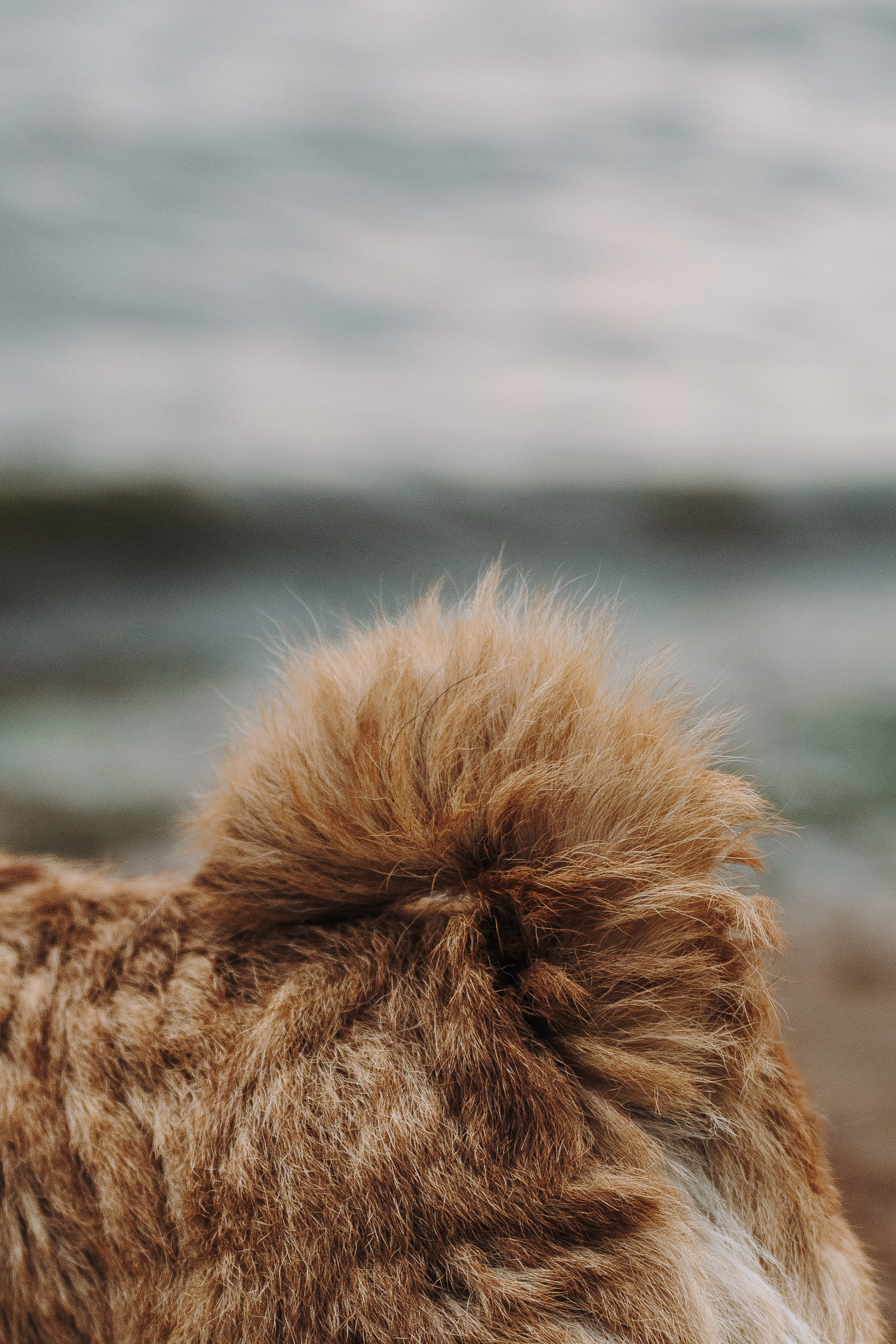 Семейная фотосессия с собакой Спб. Фотограф анималист в Спб недорого Олеся Майорова