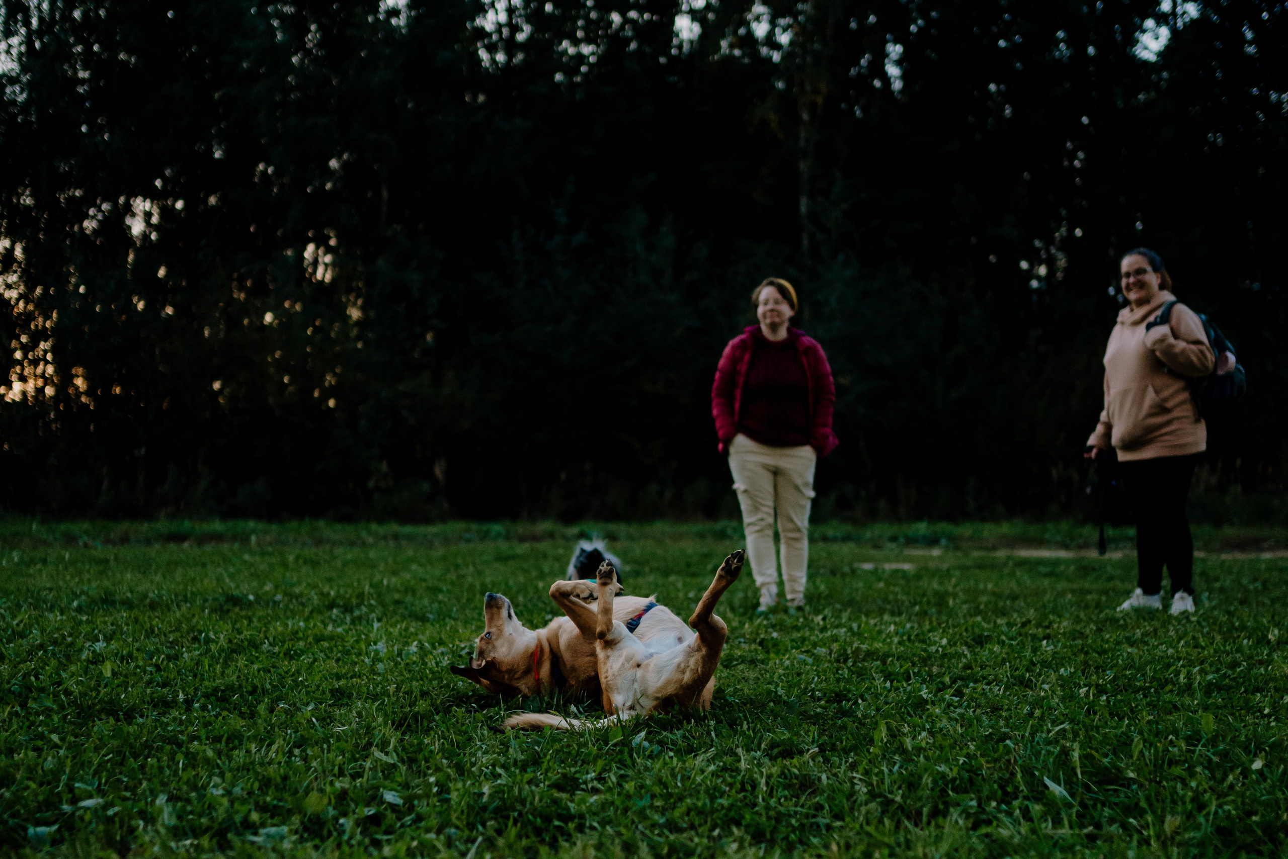 Семейная фотосессия с двумя собаками на закате. Фотограф анималист в Спб недорого Олеся Майорова