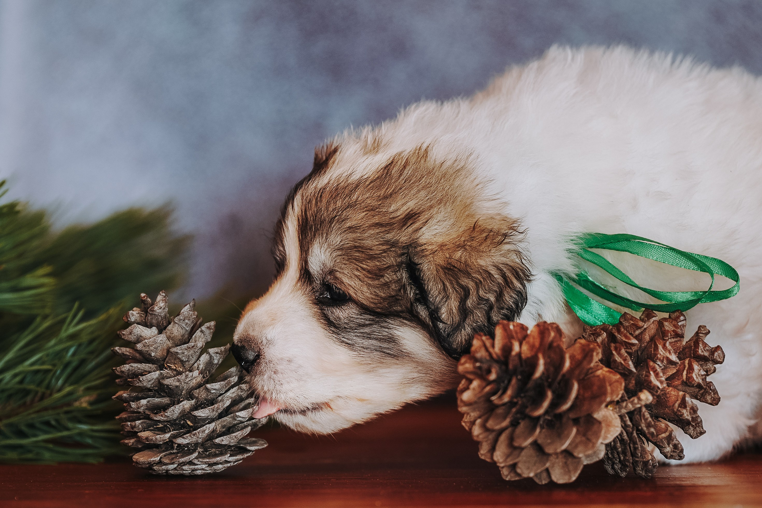 Пиренейские горные. Фотограф анималист в Спб недорого Олеся Майорова