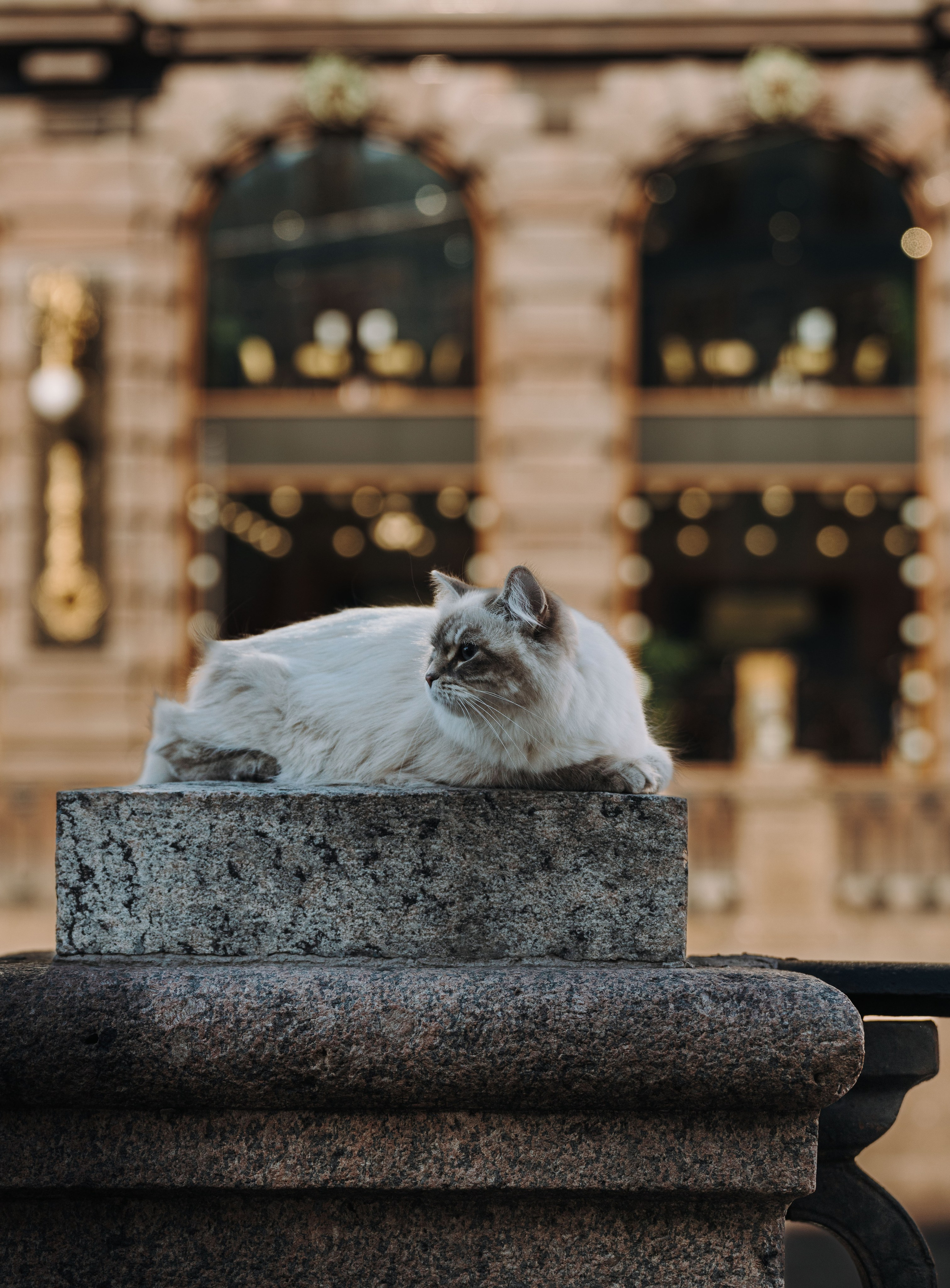 Сильвия, Полина и Никита. Фотограф анималист в Спб недорого Олеся Майорова