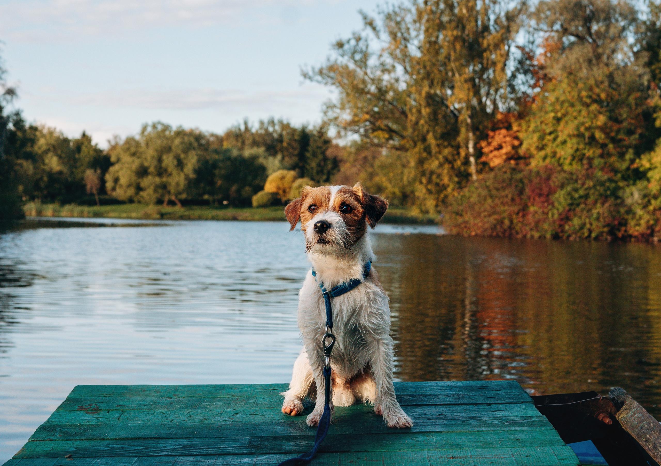Фотосессия с маленькой собакой Спб. Фотограф анималист в Спб недорого Олеся Майорова