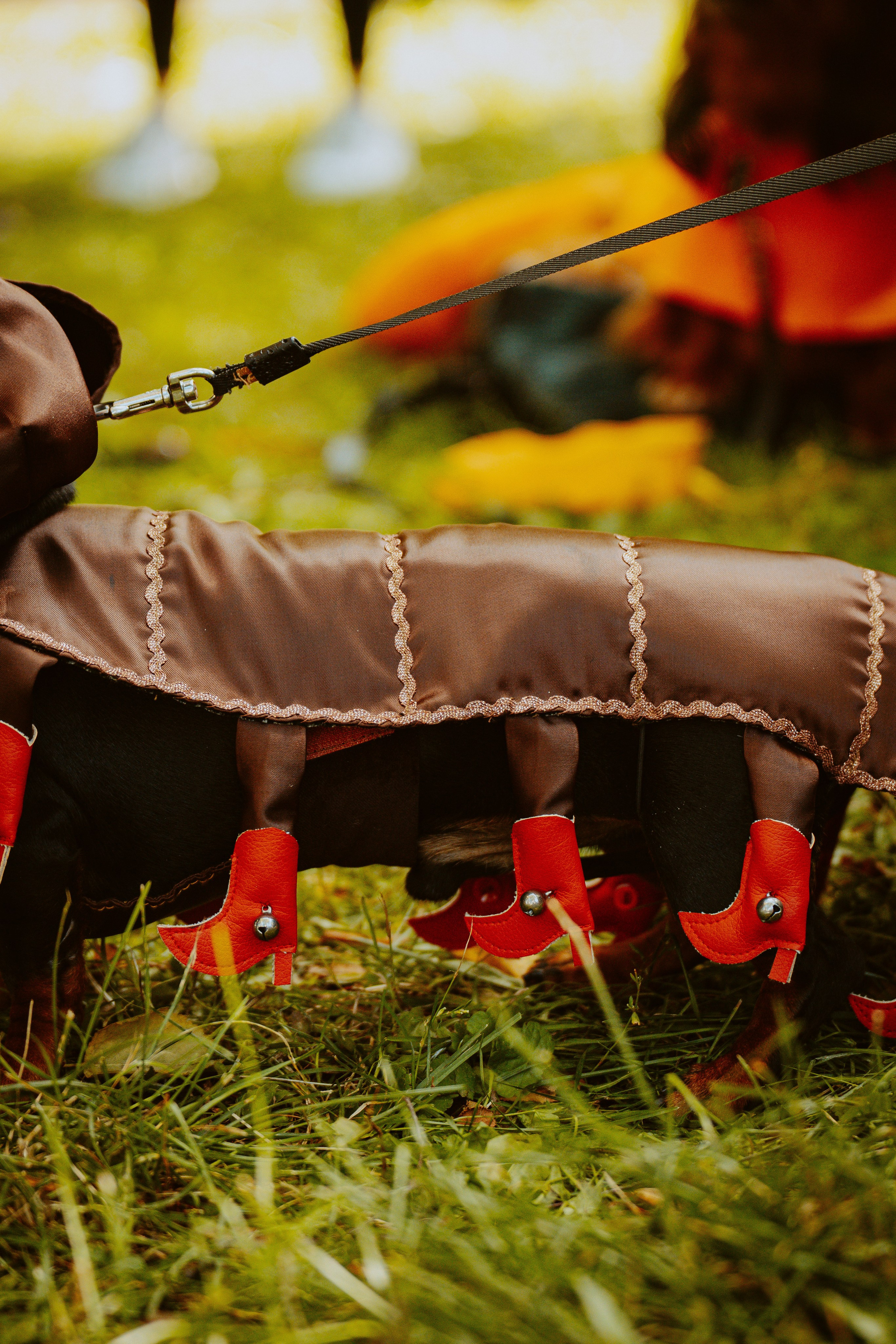 Такспарад. Фотограф анималист в Спб недорого Олеся Майорова