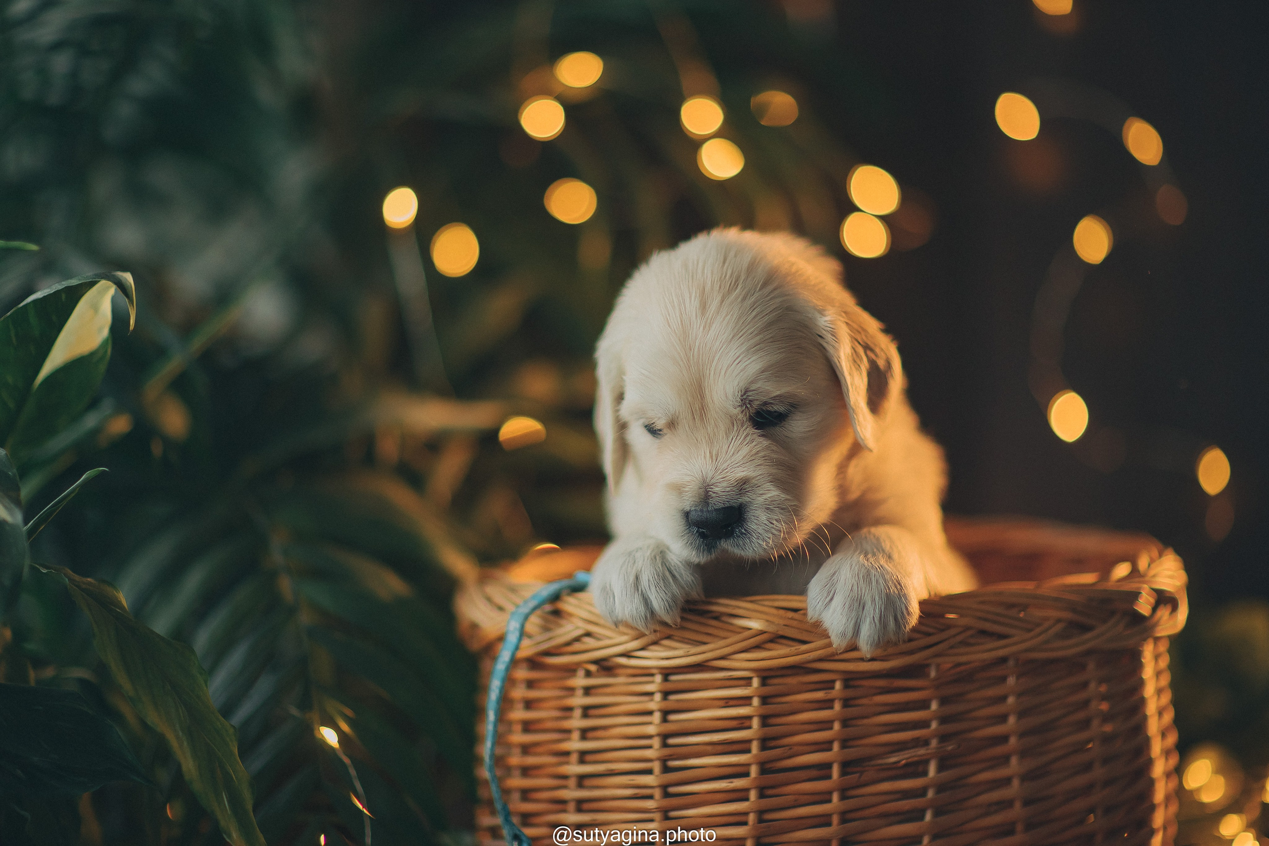 Голубой ошейник. Свадебный и женский фотограф