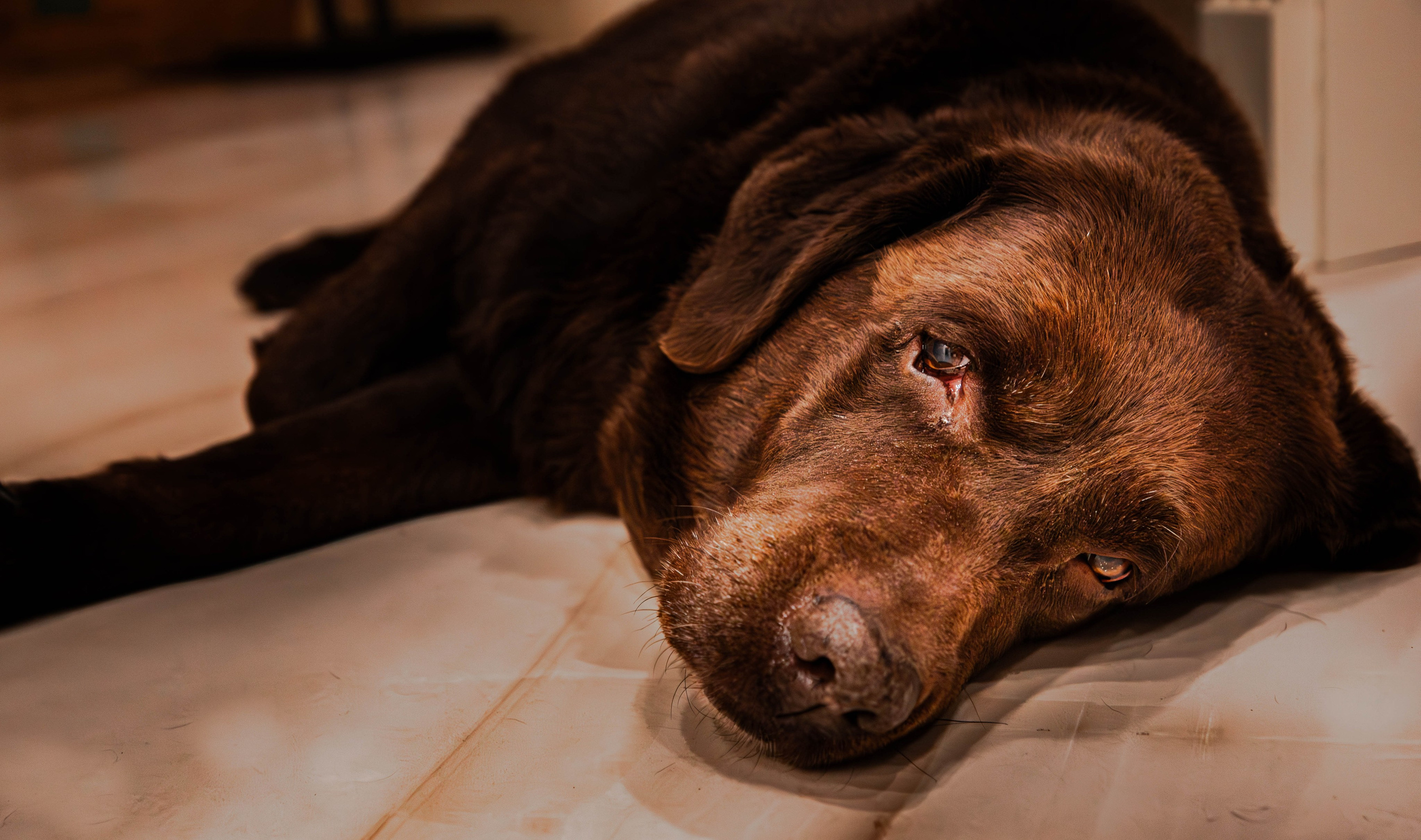 АЛЕКСЕЙ КОЛМАКОВ. Фотограф. Москва и Московская область