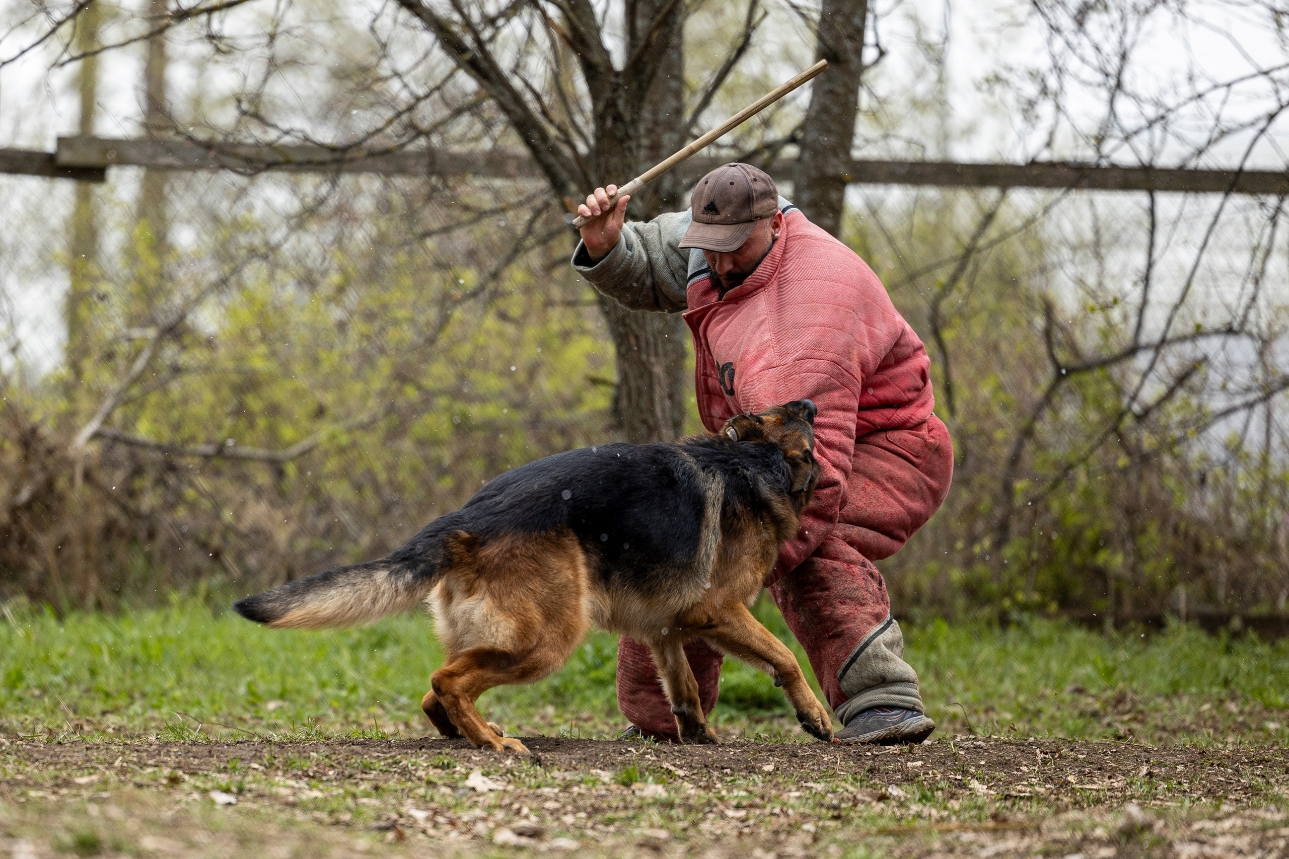 Квалификационные состязания по мондьорингу г. Вологда 11.05.24. Фотограф-анималист Анна Маринич