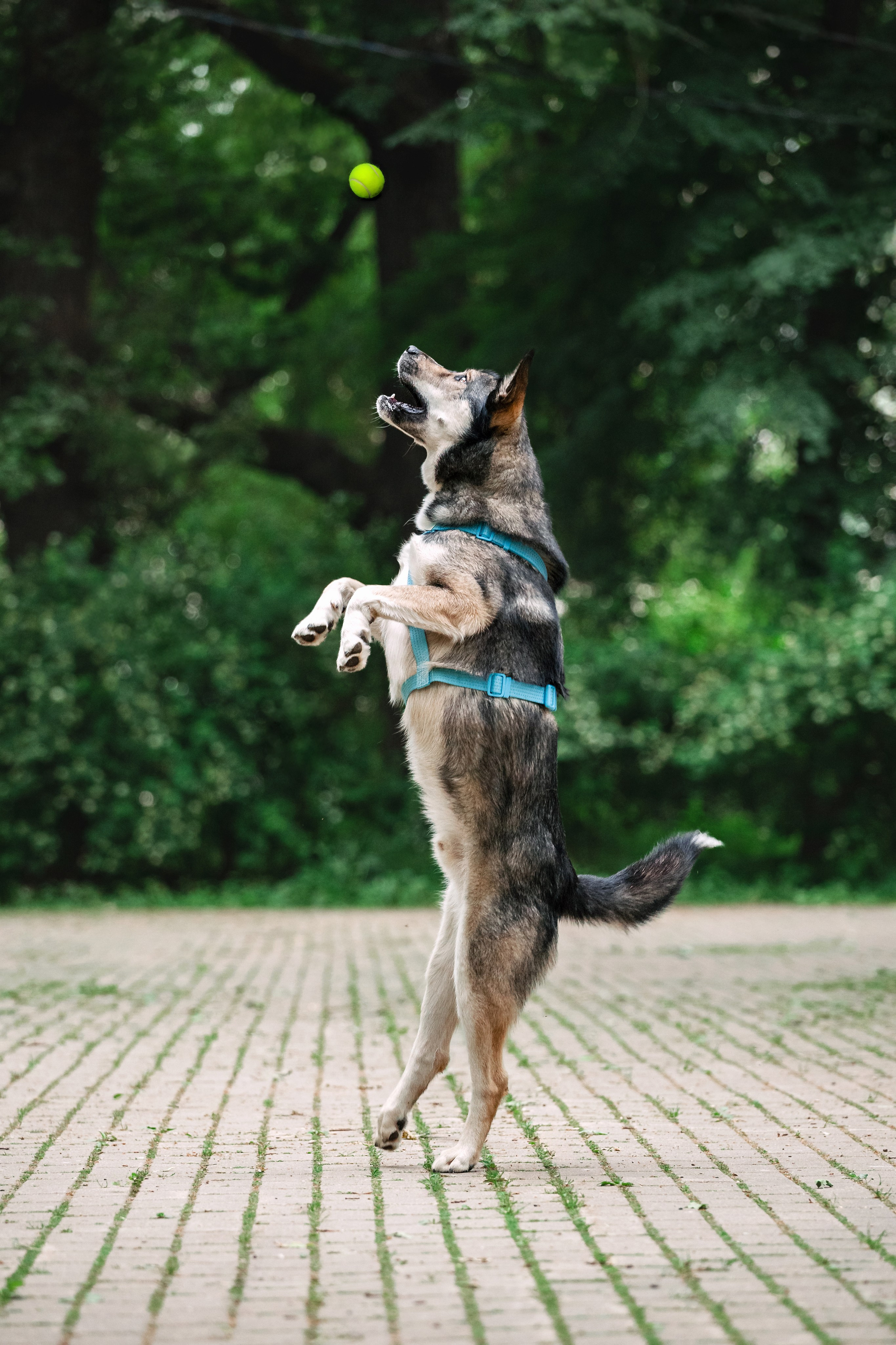 Собаки из приюта Дубовая роща лето 2025. Фотограф-анималист Татьяна Степанова