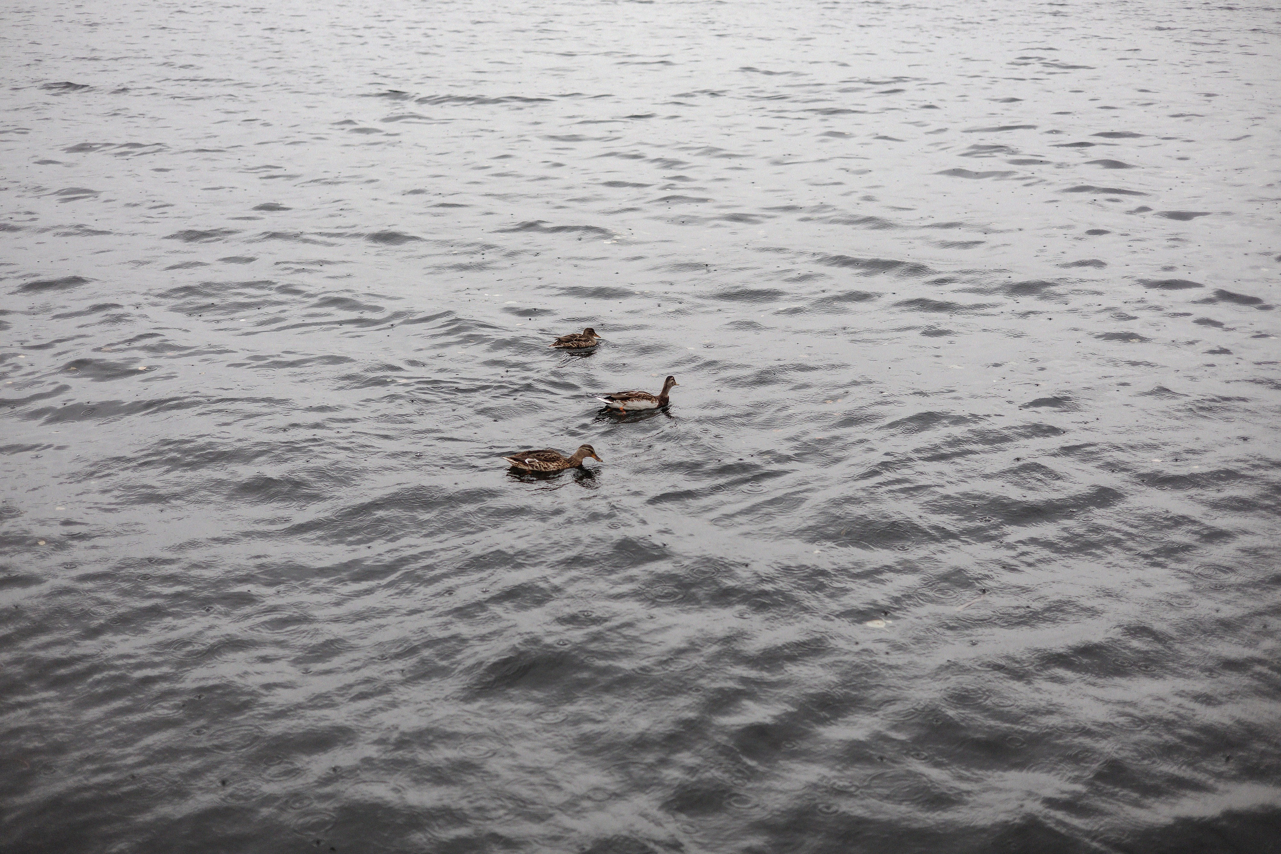 Свадьба Александр и Наталья. Свадебный фотограф в Воронеже Денис Коровин