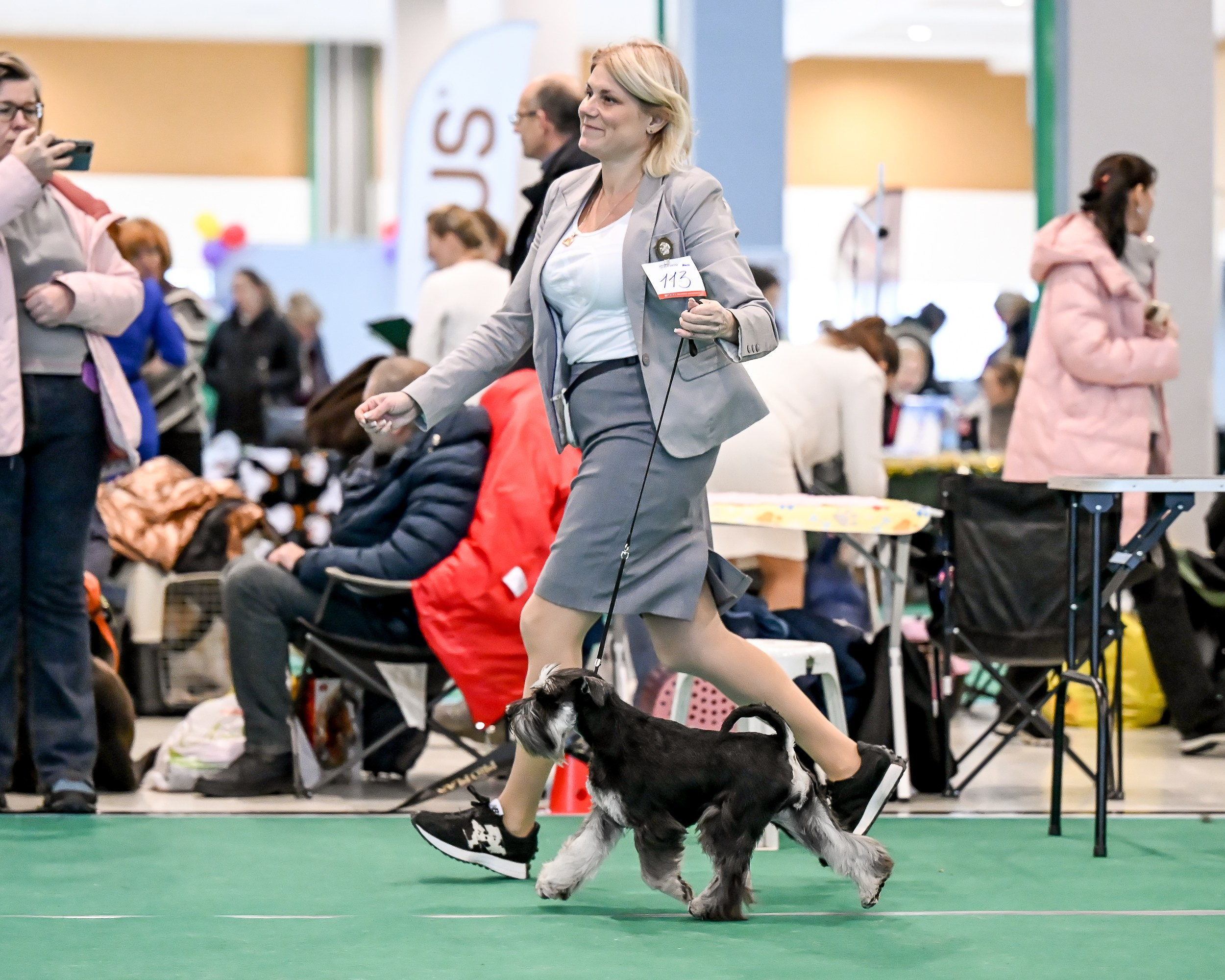 Бъянка/ Delinso Balance Cinzano Bianco. Питомник цвергшнауцеров в Беларуси «Делинсо Бэлэнс»