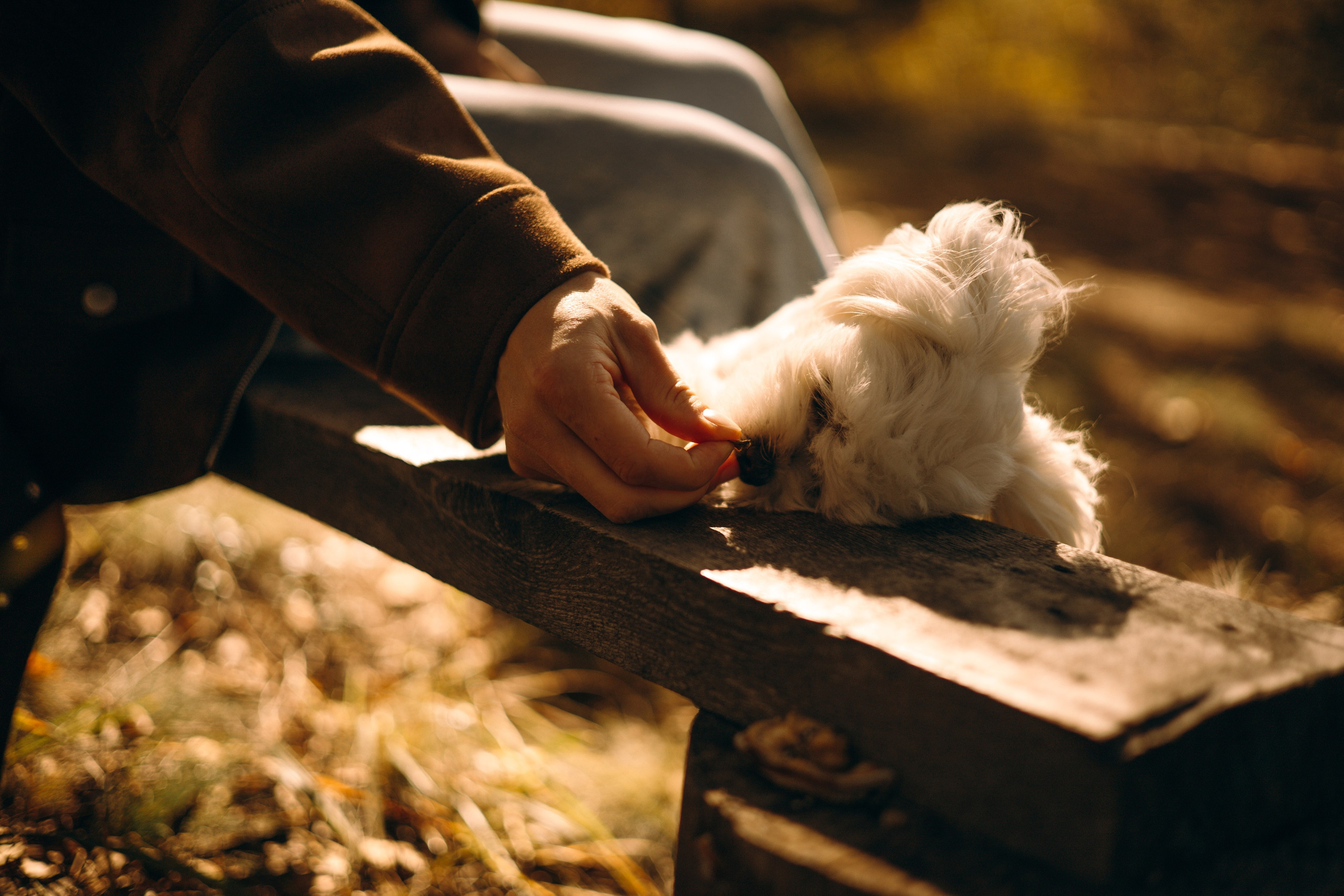 Любовь & Белла. Фотограф — анималист •love-story•|Санкт-Петербург