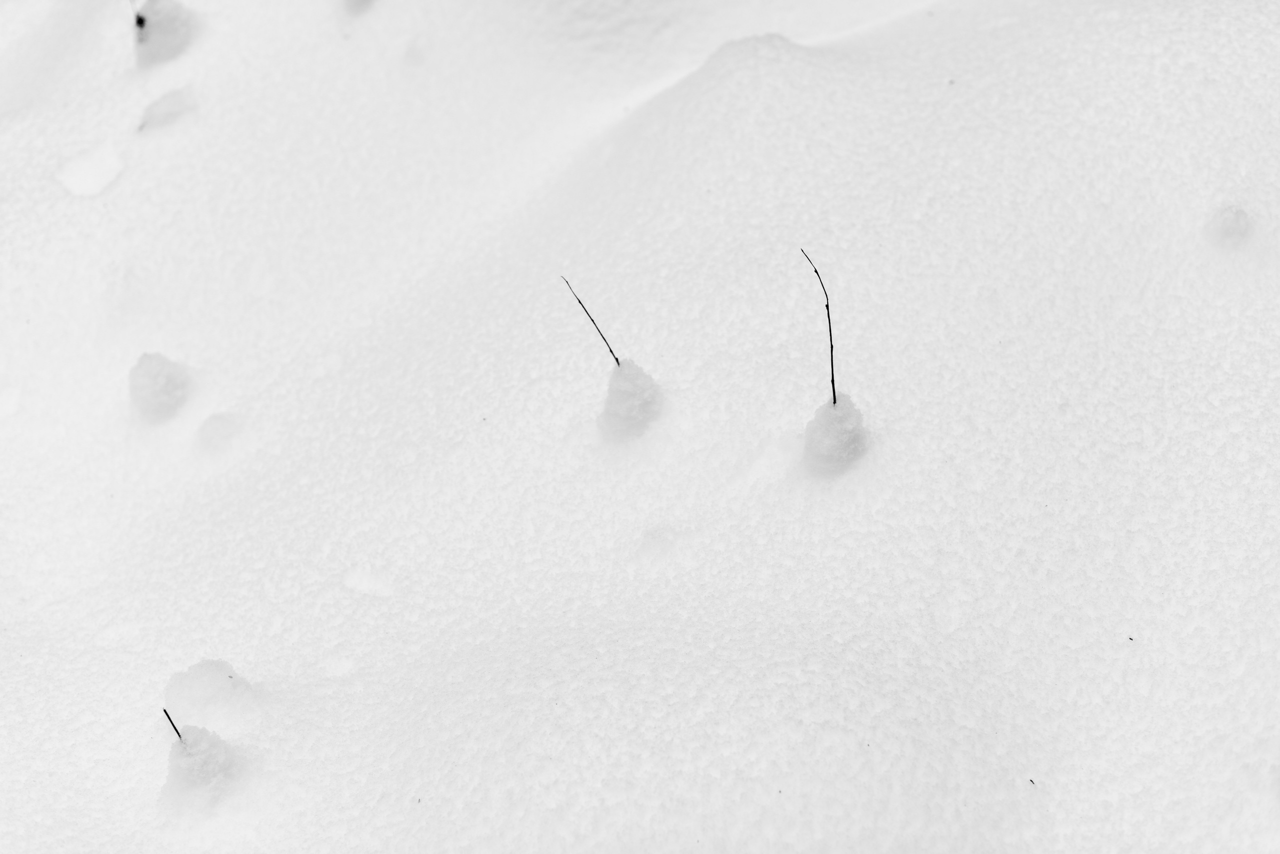 Landscape, nature, plants, details of the world around us. Personal website of photographer Dmitry Raikin