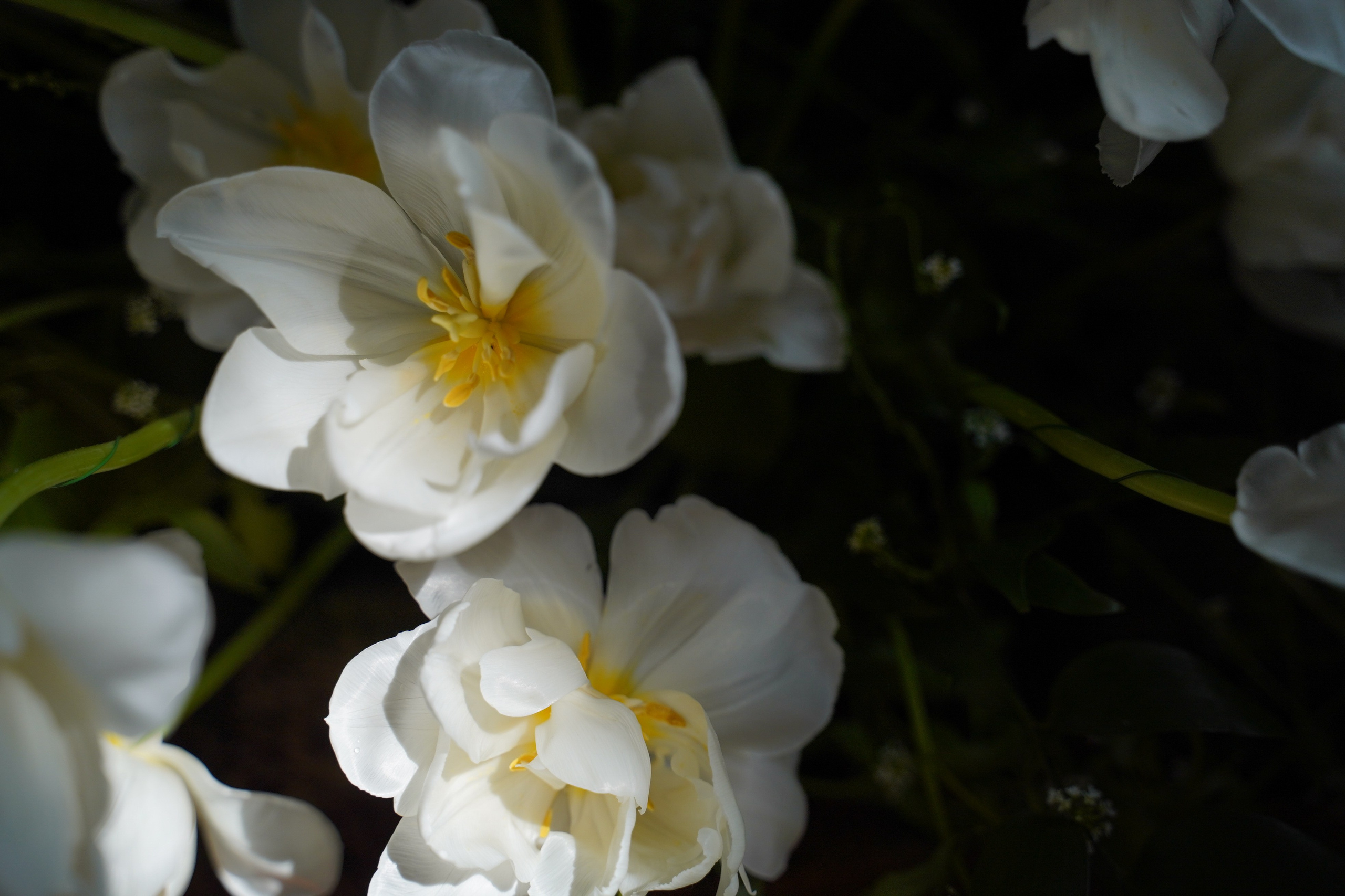 The Secret Garden. Портретный фотограф в Краснодаре Валерия Матирная
