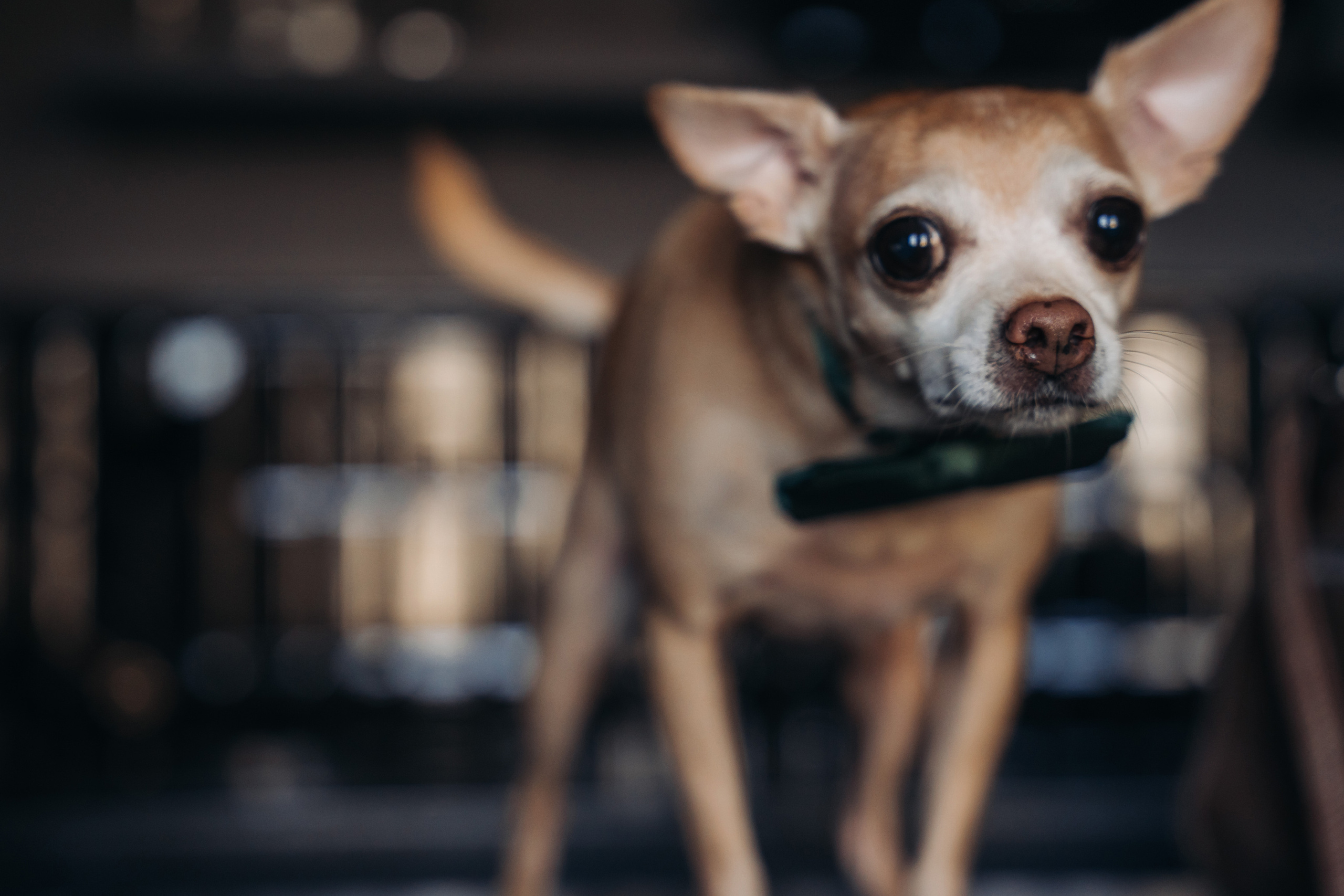 Yana&Aleksandr. Свадебный фотограф в Санкт-Петербурге Якутович Екатерина