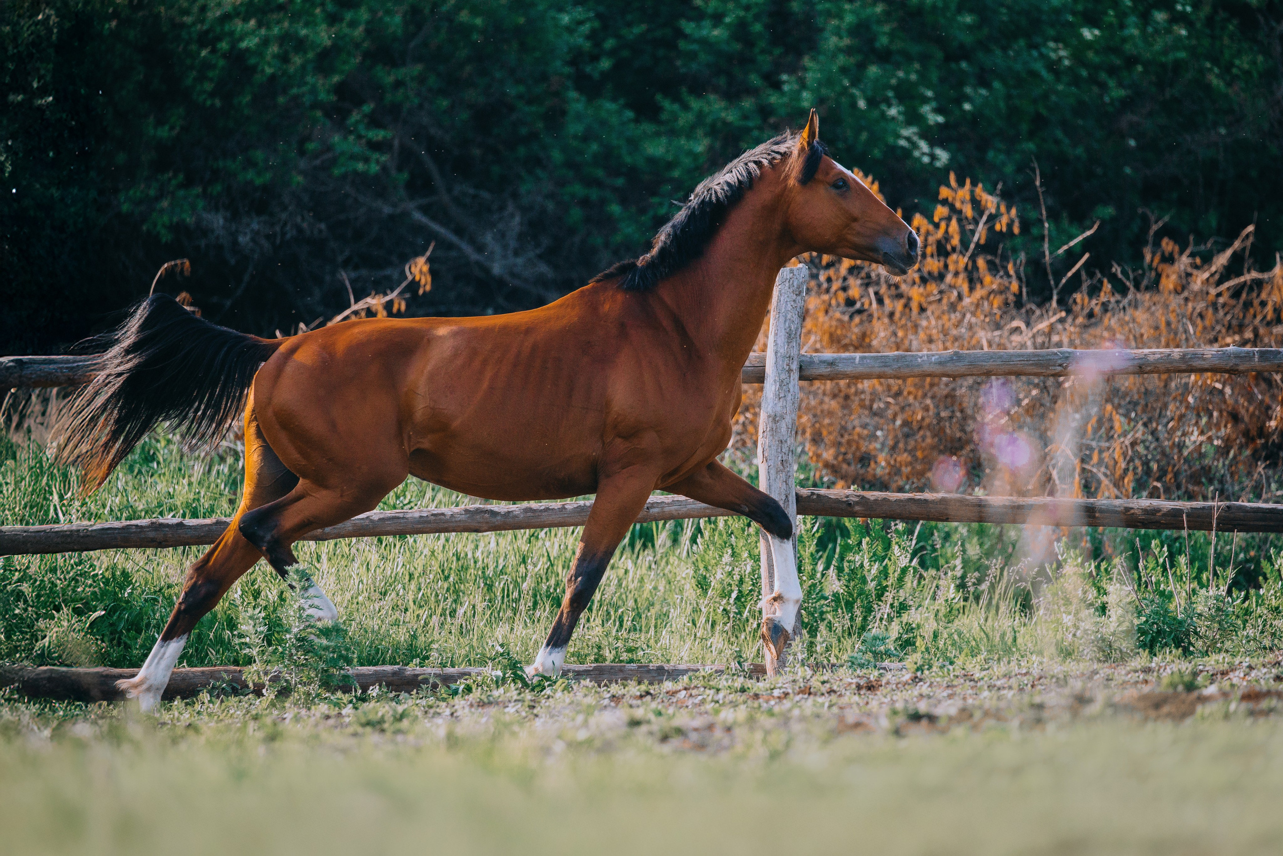 В движении. Фотограф-анималист Ксендзова Кристина