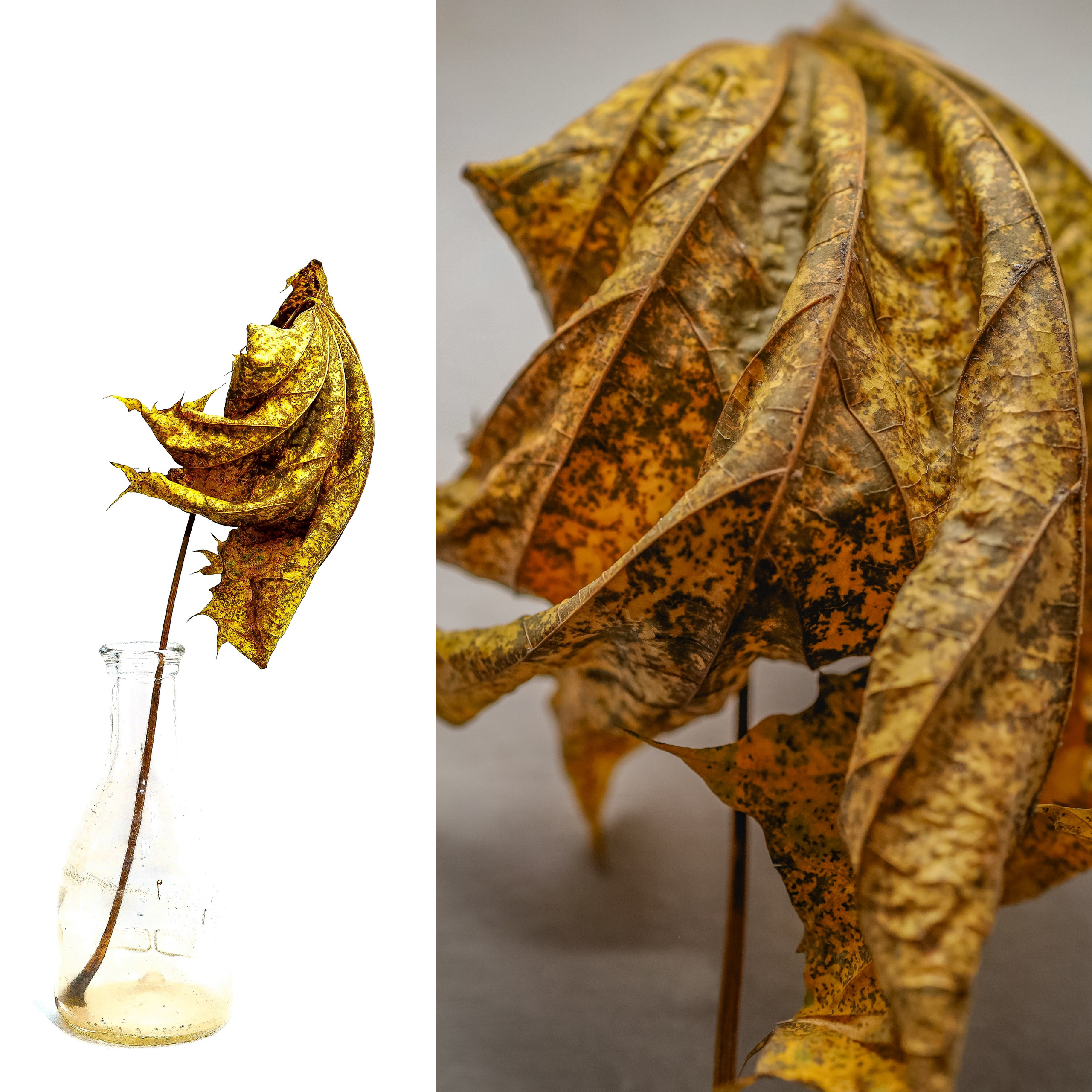 Природа &. Фотохудожник в СПб