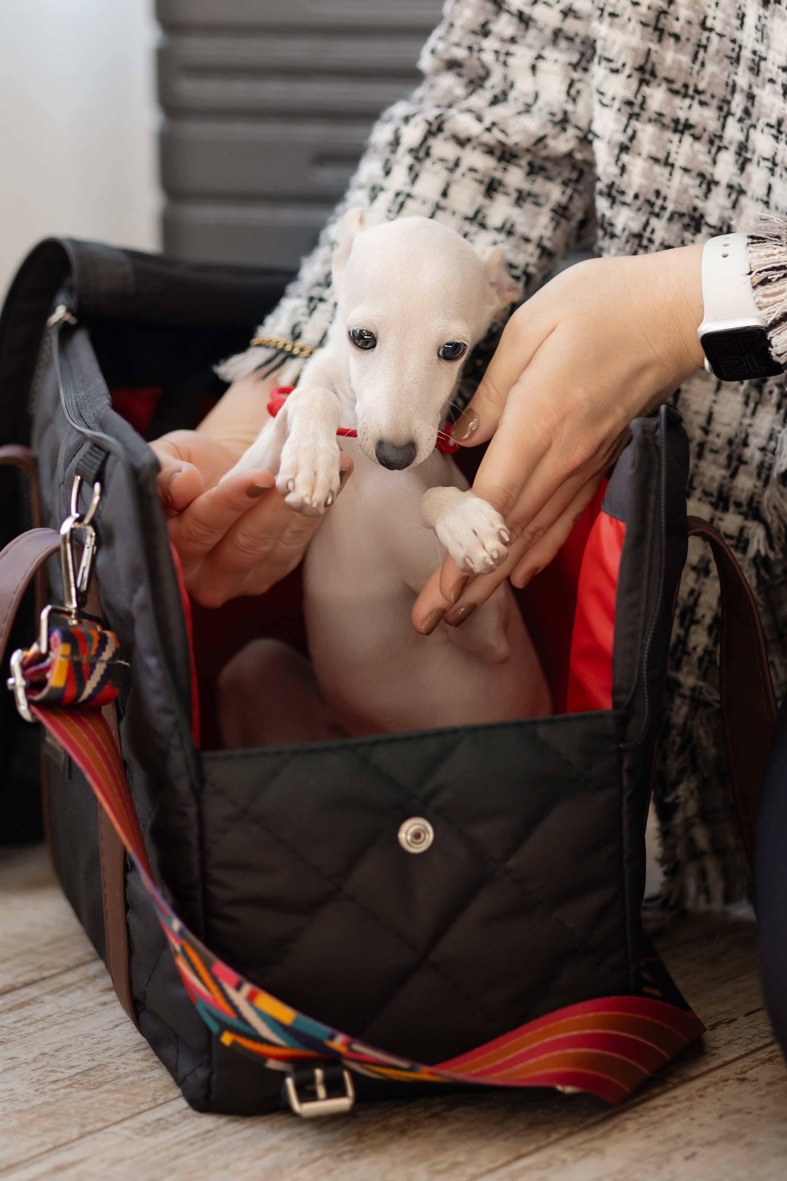 Путешествия. Профессиональный питомник левреток РКФ/FCI ASTI SAPPHIRE 💎 Сочи|Санкт-Петербург